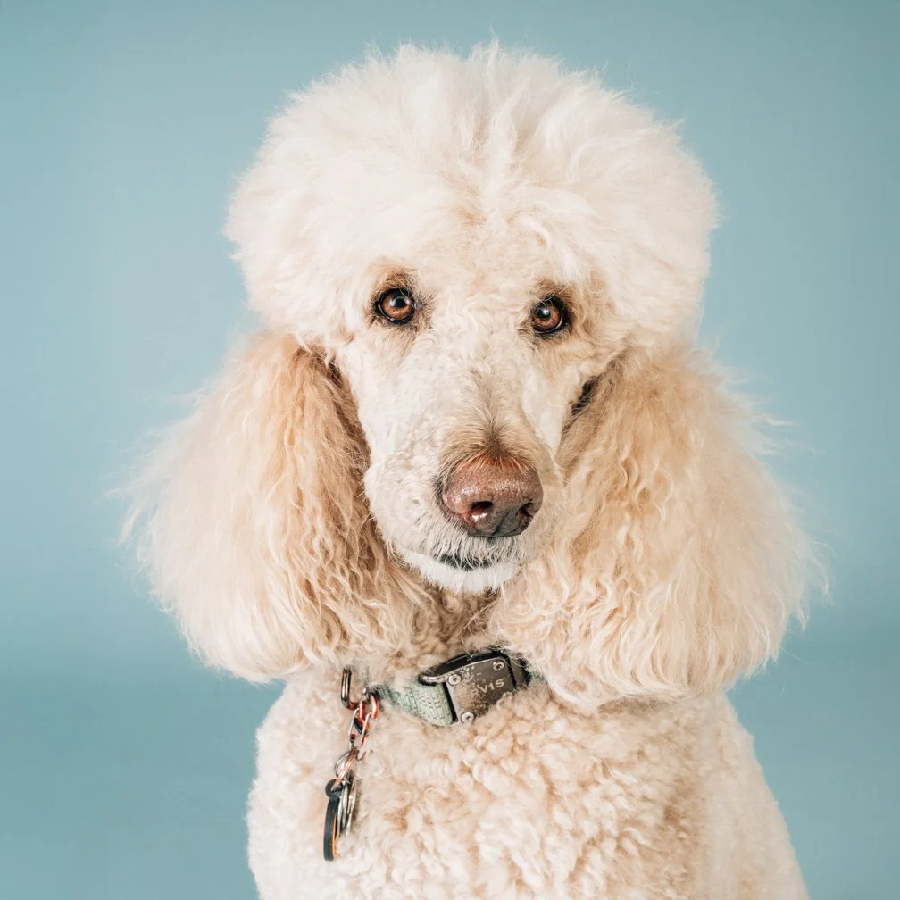 pooch-square-100-2.jpg