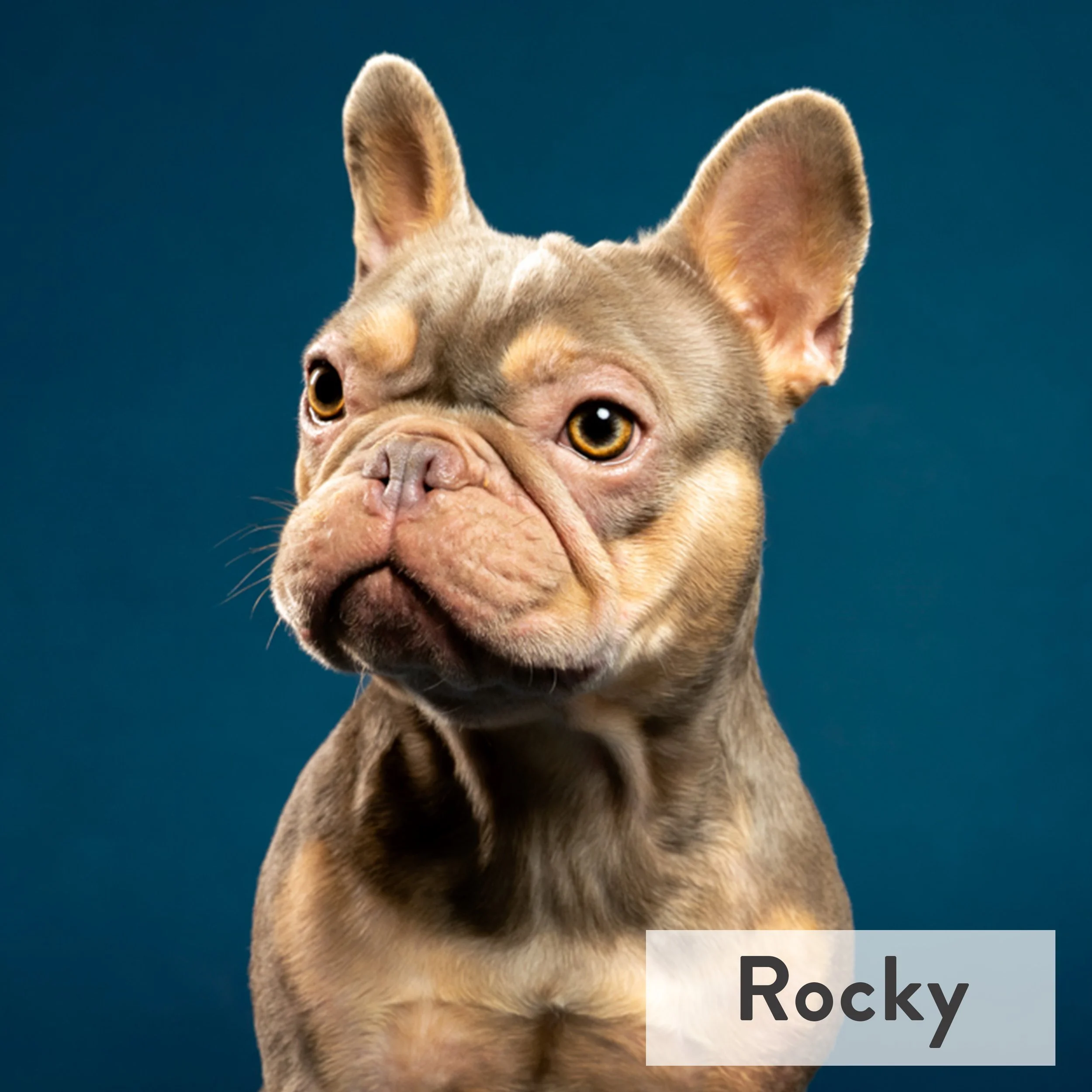 Rocky is a snuggly little shadow, always curling up close and making you laugh with his silly antics. His goofy charm and endless affection make him impossible not to love.