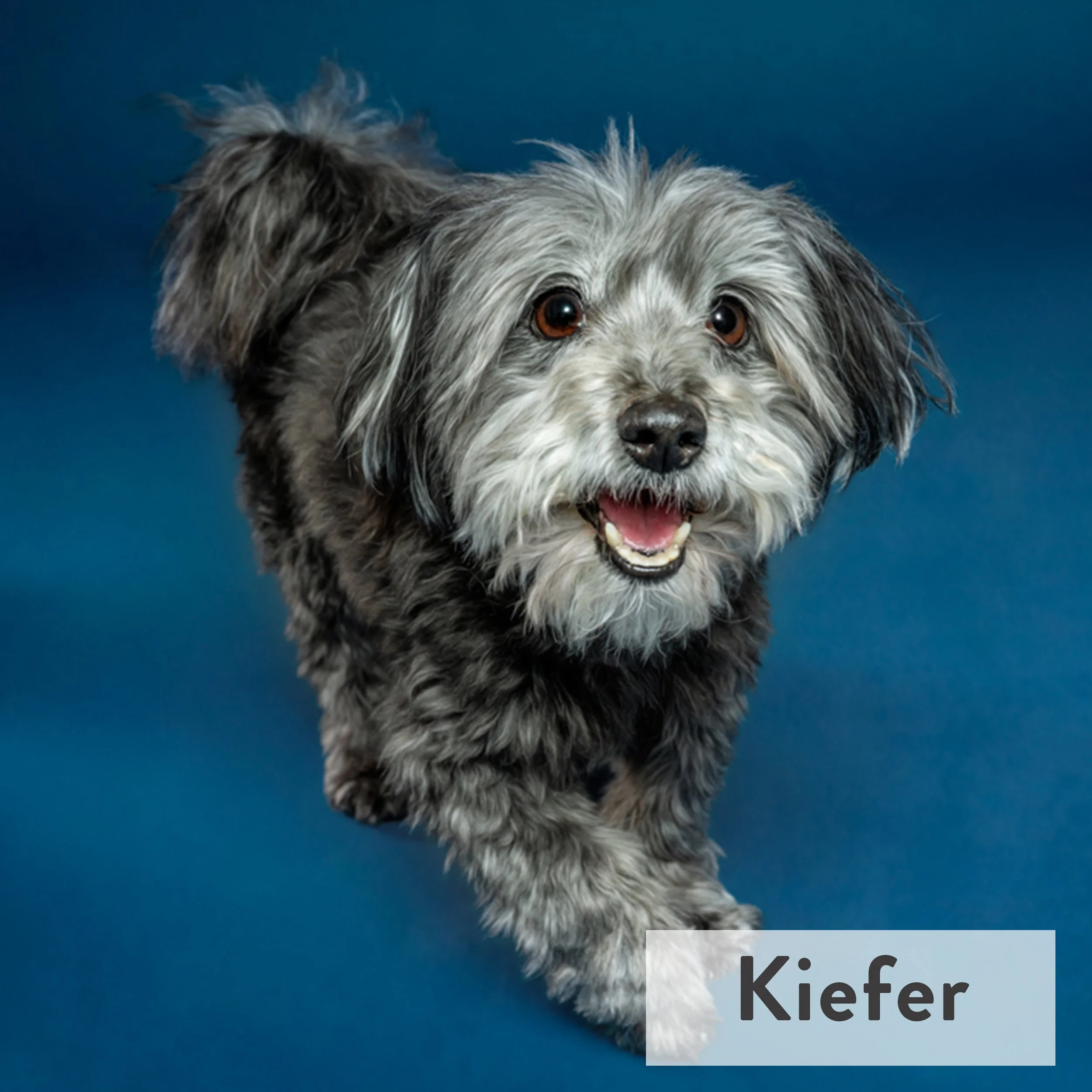 Kiefer is our 15-year-old miracle dog living with heart disease after a tickborne infection for the last 9 years! He still thinks he's a puppy at times, bouncing around like a bunny and barking for treats, but also loves his naps and snuggle time wit