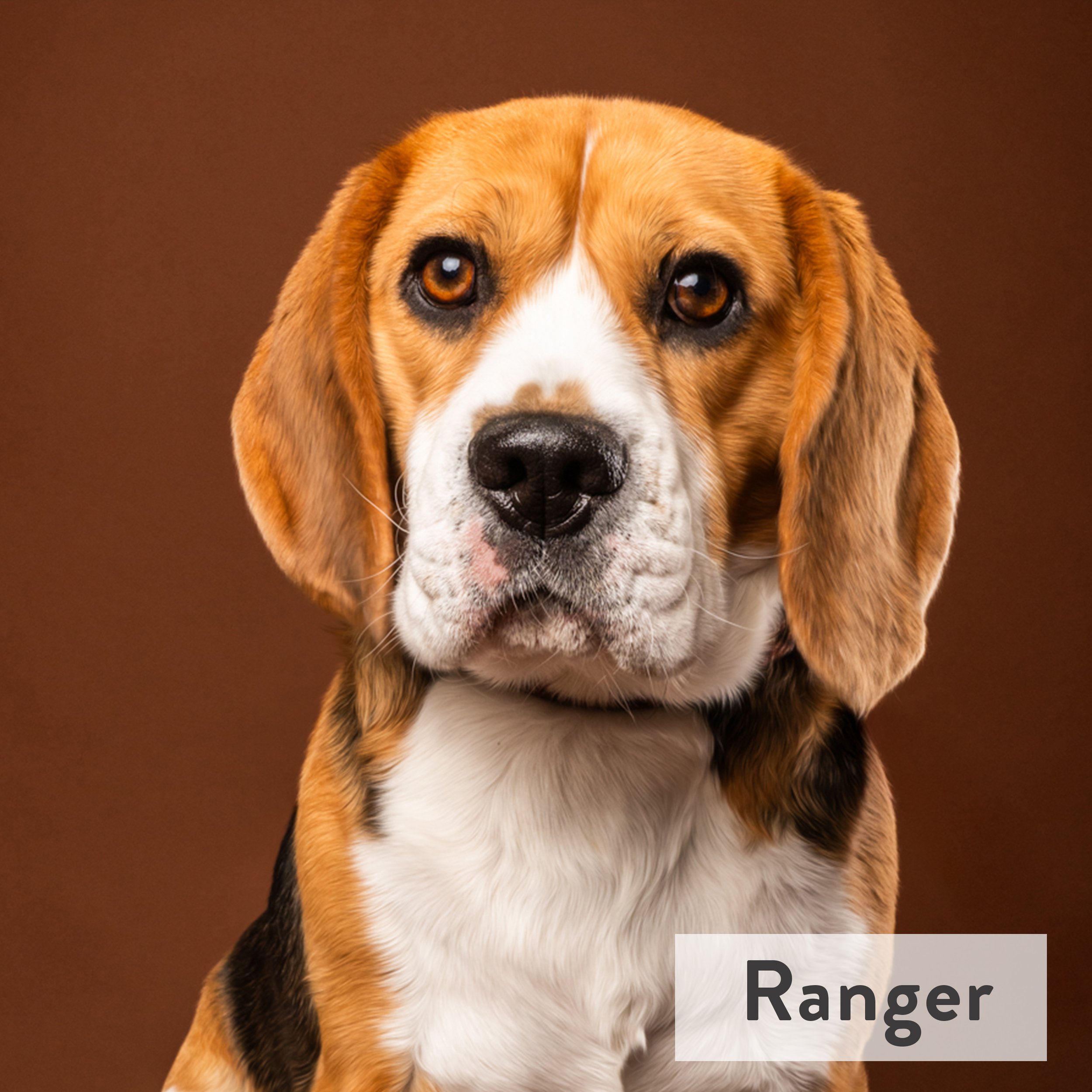 Known as the “mayor of the aqueduct,” Ranger loves saying hi with his signature beagle bay to every dog that walks by and then a good race back and forth a few times!