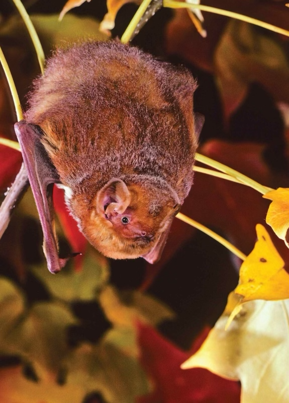 Eastern red bat (Lasiurus borealis)