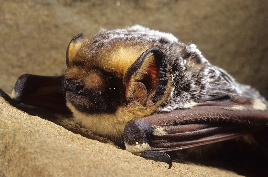 Gotham Bat Conservancy
