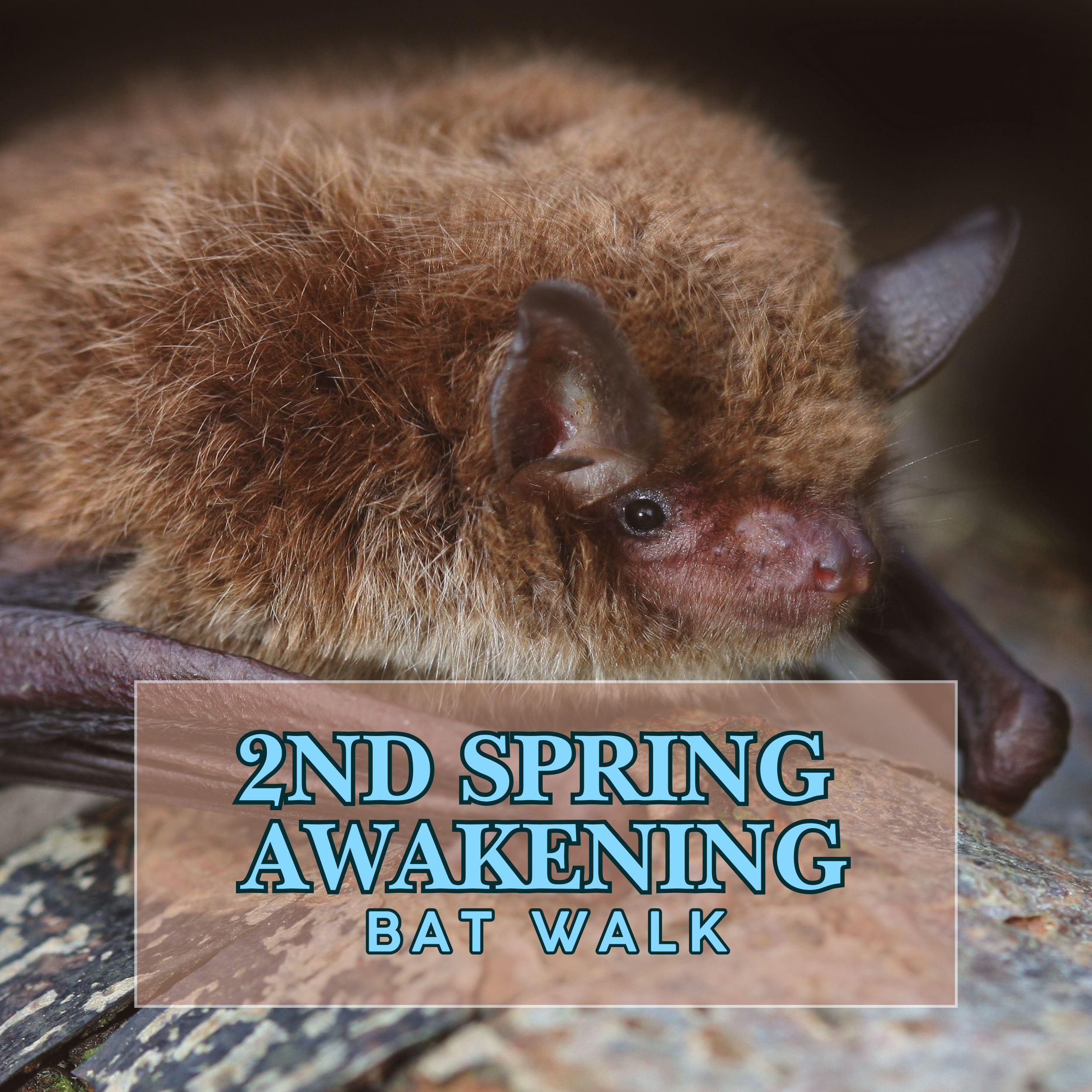 Second Spring Awakening Bat Walk, Arbor Day!