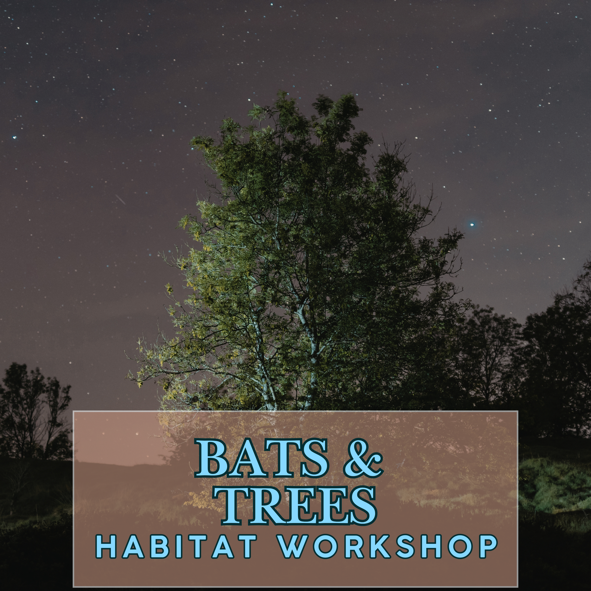 Bats & Trees: Habitat Workshop