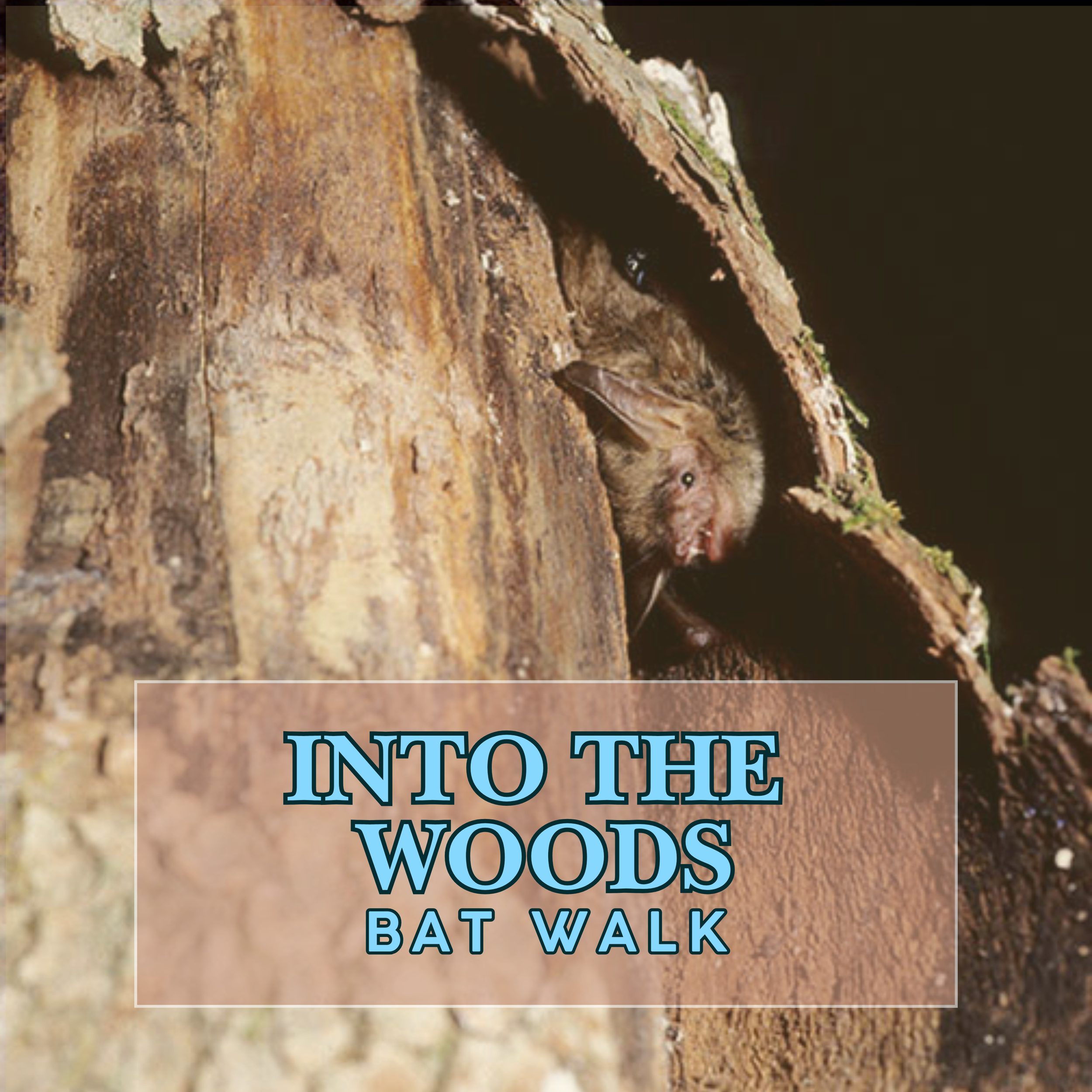 Into the Woods Bat Walk