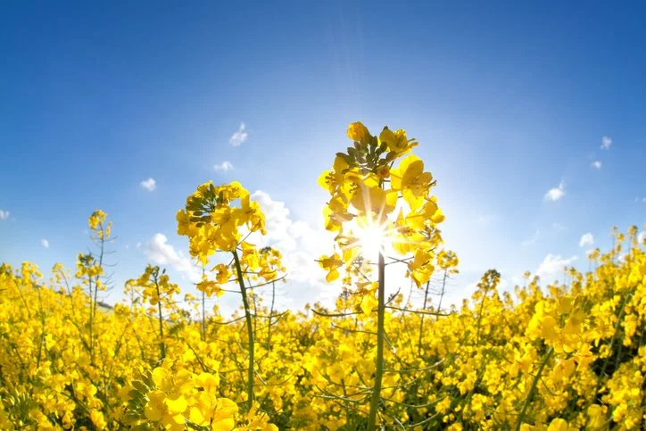 New-carinata-strains-may-provide-promise-for-use-in-feed.jpg