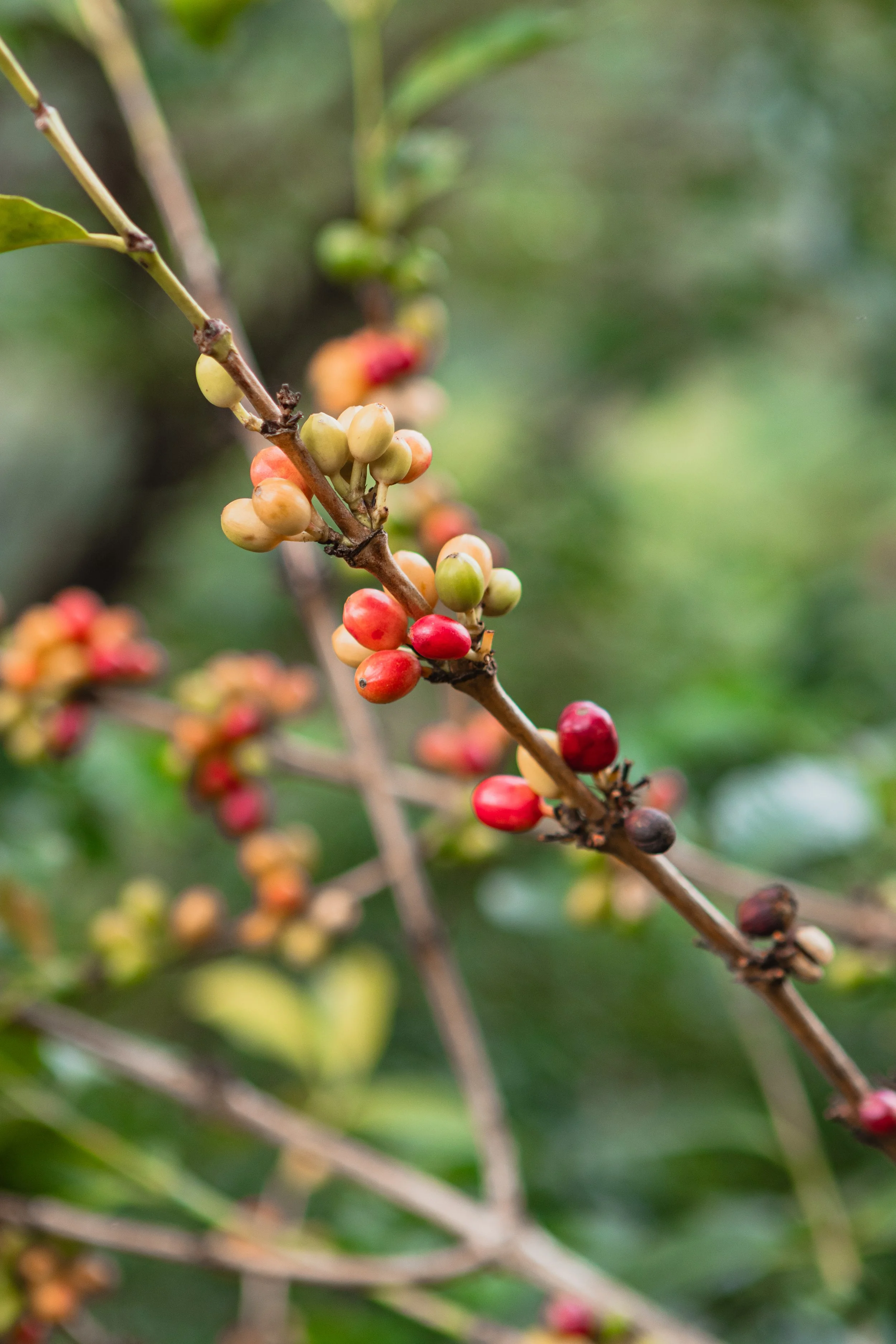 Lulo Wonka Wonka Colombian coffee co-ferment fruity specialty coffee from award winning BonLife Coffee Roasters.