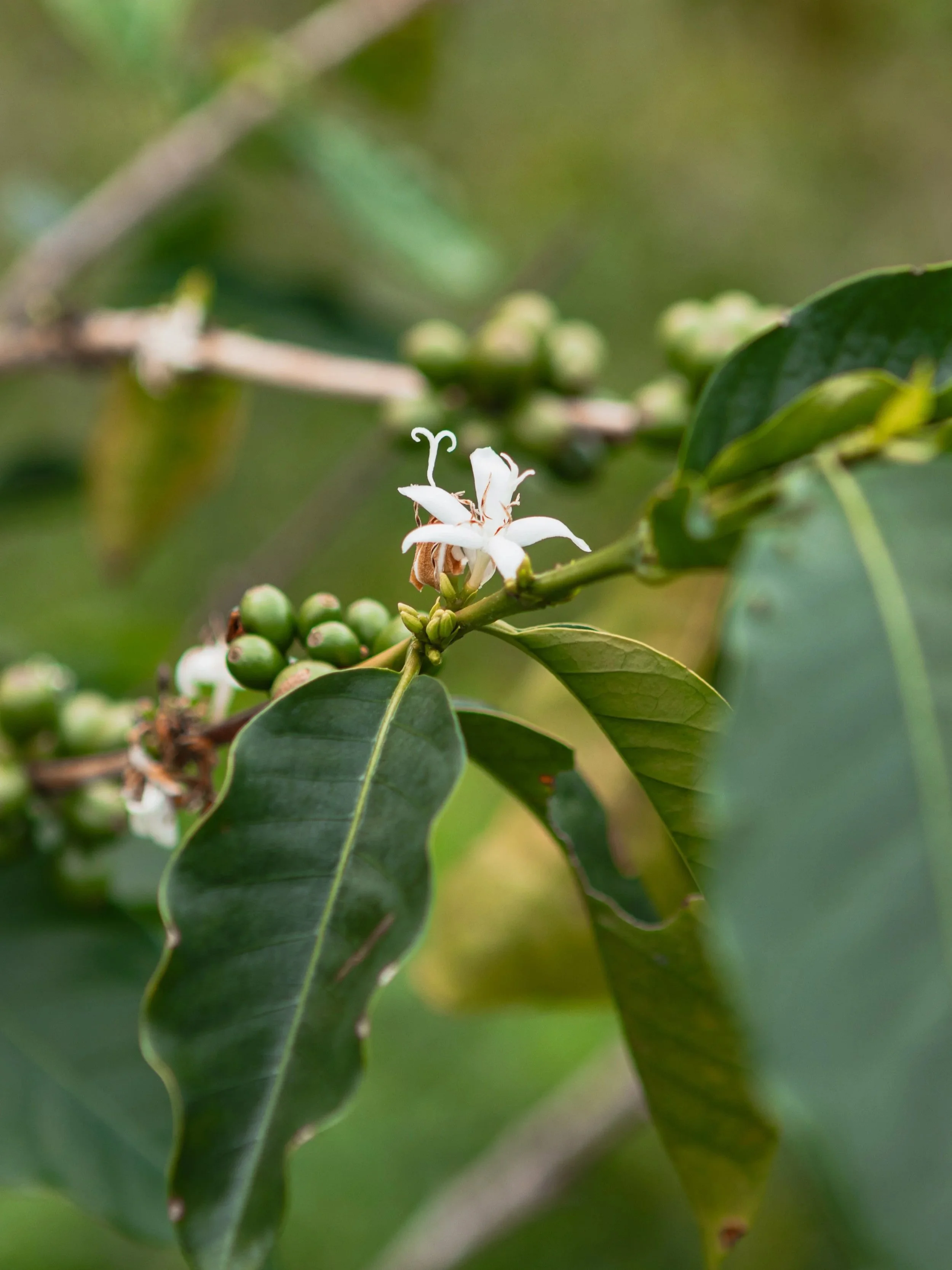 Peru specialty light roast natural coffee from El Palto co-op by award winning BonLife Coffee Roasters.