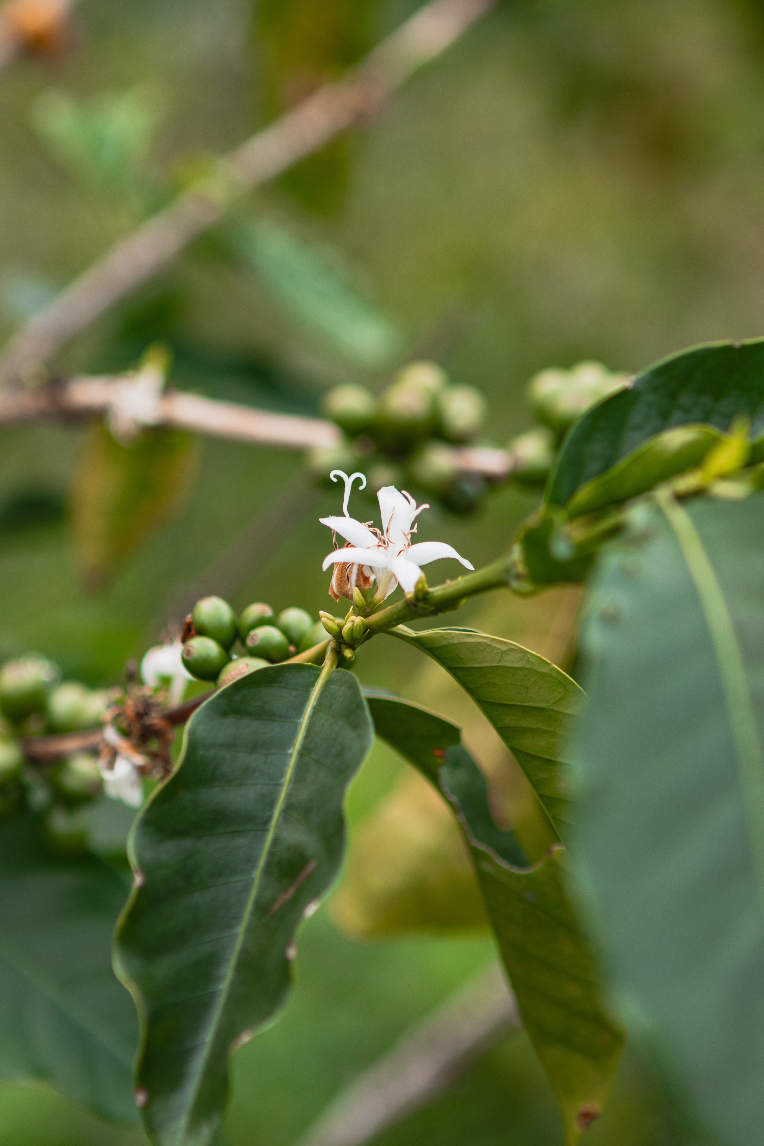 BonLife Coffee Roasters discount coupon code Memorial Day Sale online shop.