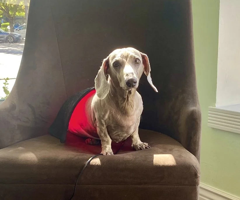Norman getting red light therapy at Dogma Los Altos