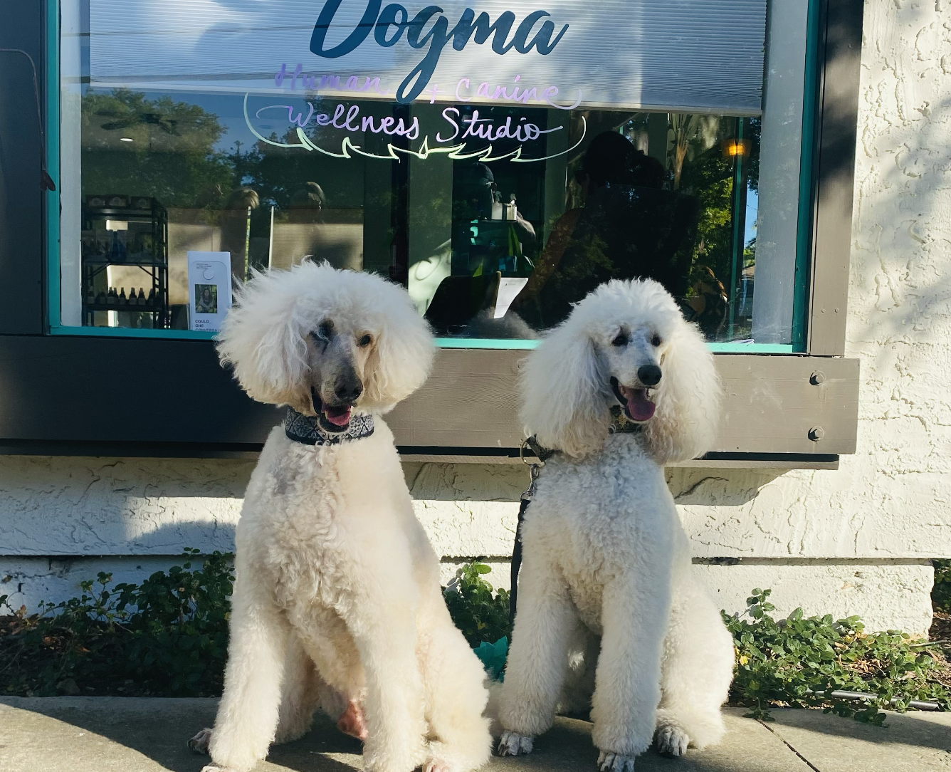Two poodles sitting outside in front of a wellness studio window that reads 'Dogma Human + Canine Wellness Studio'.