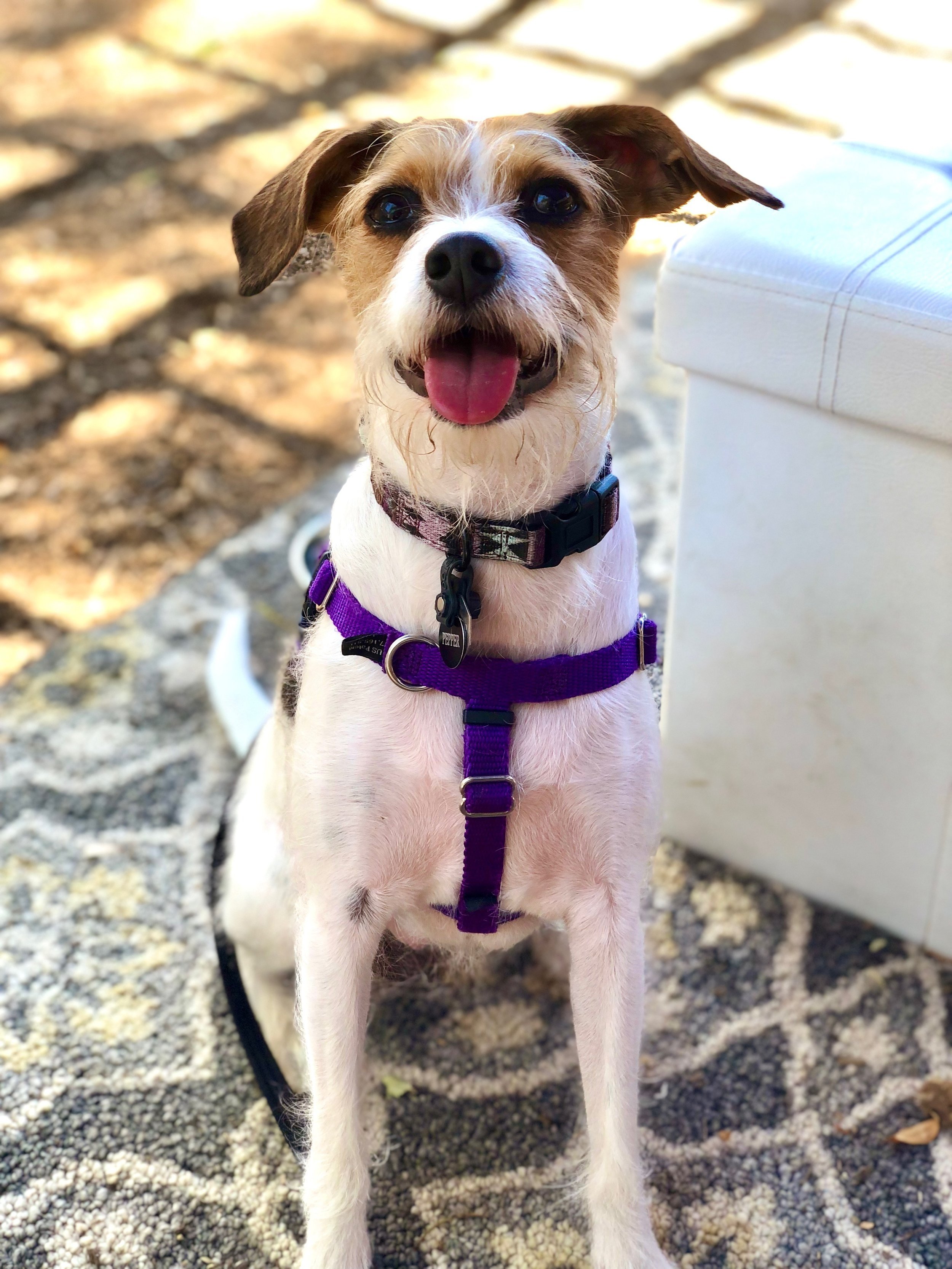 Yappy Hour
