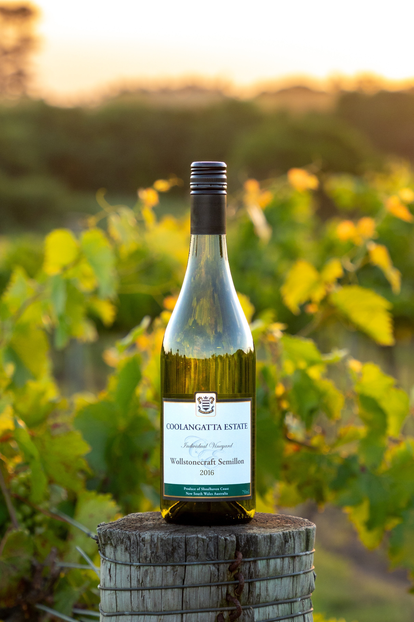2016 Wollstonecraft Semillon