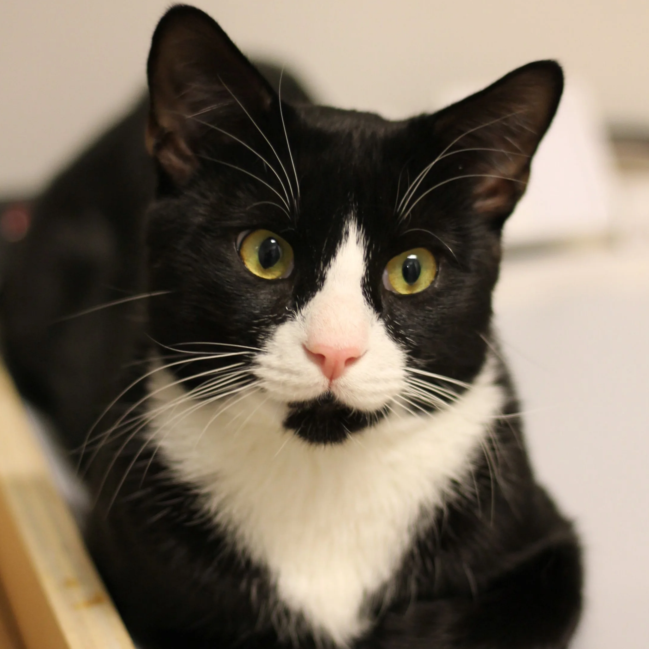 Close-up of a black and white cat with yellow-green eyes and pink nose