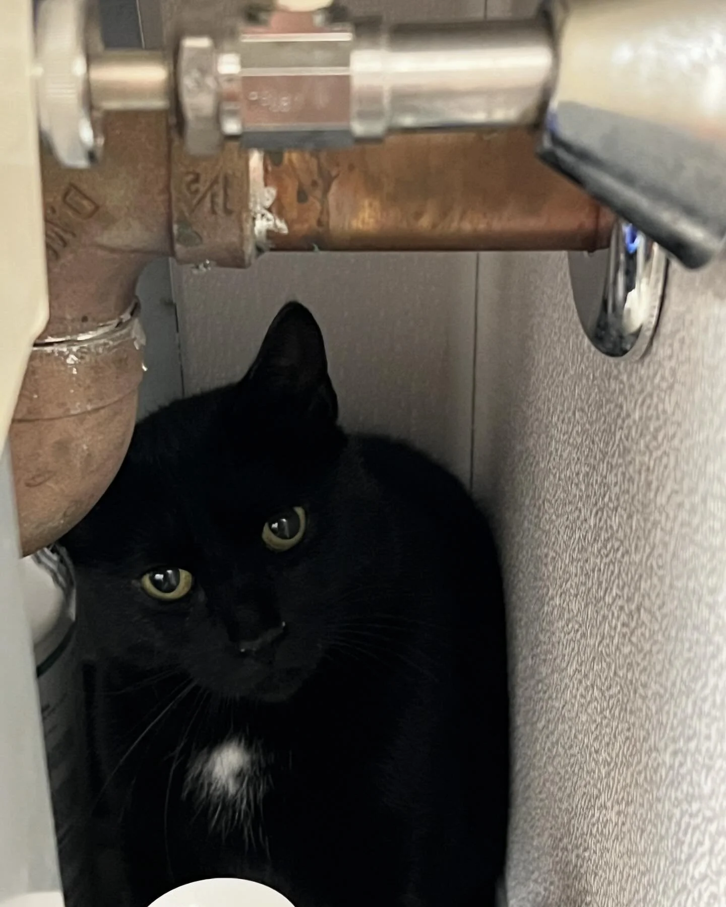 Chickpea, a shy stray cat that was rescued by @pawswakefield, came to the cafe a few weeks ago. He was in a foster home for a few months prior. We expected it to take months for him to come out of his shell, but he has been surprising us with his hug