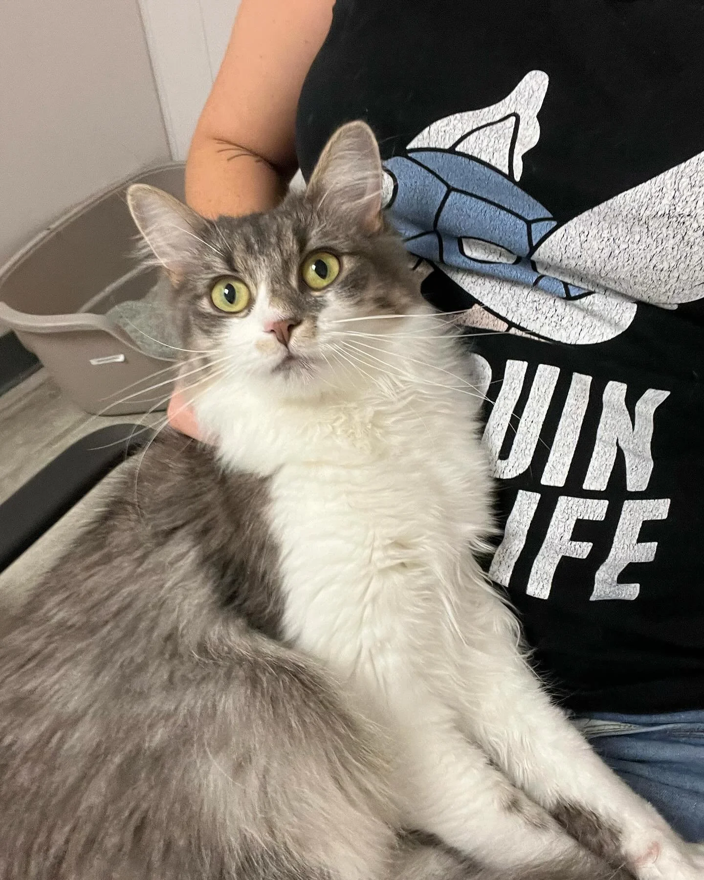 Meet Bianca, our new arrival from @pals_animal_life_savers! She&rsquo;s intent on claiming laps and basking in all the human attention she can.  If you want to cuddle with her, there are a few time slots left Wednesday evening and Friday morning. 😻 