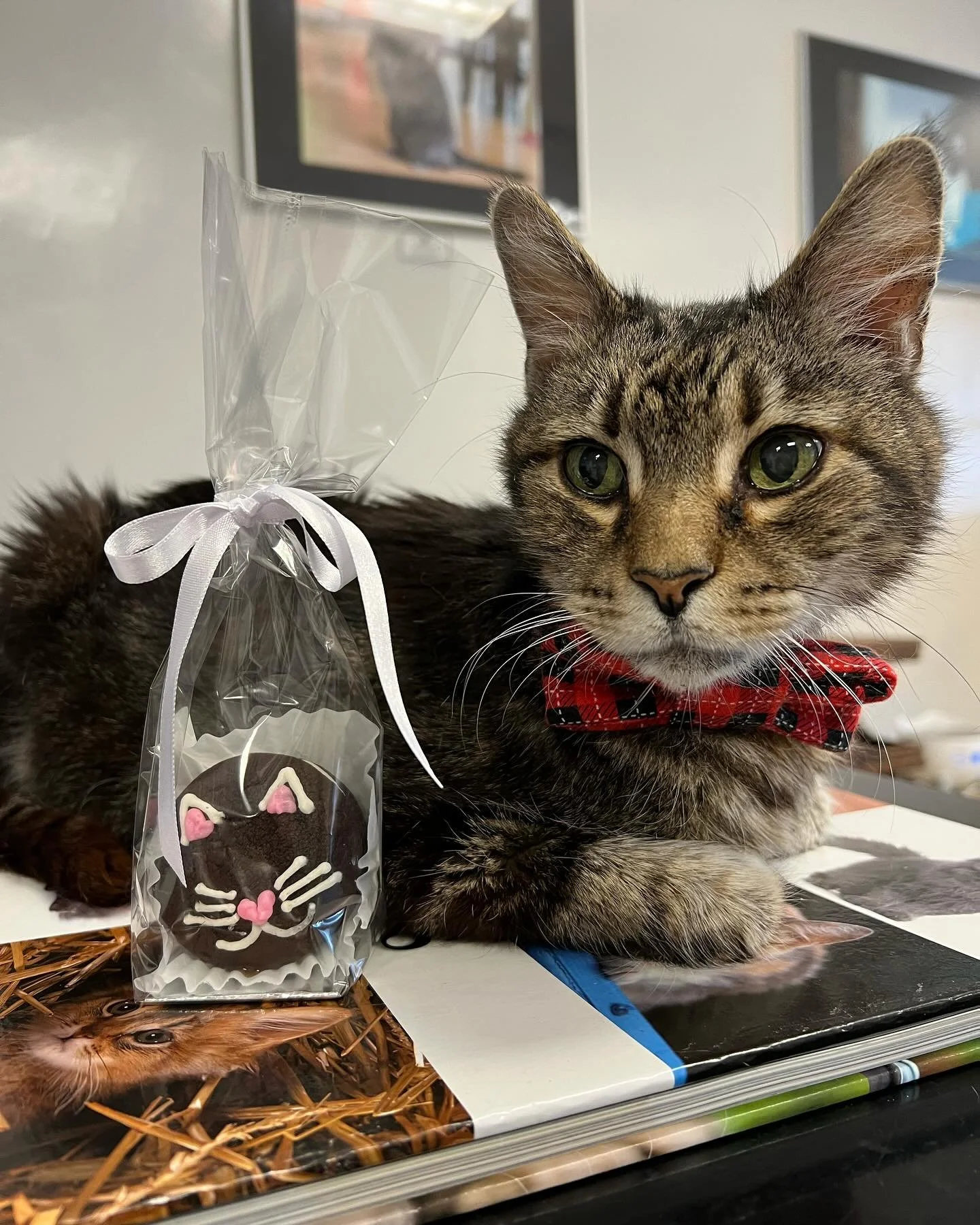 Our visitors are loving these cat inspired bakery treats from @chococoabaking and the @thepartycake in Newburyport.  The cats are loving the ribbons! The proceeds from these sales go to our cat medical fund.  So grateful to these talented bakers and 