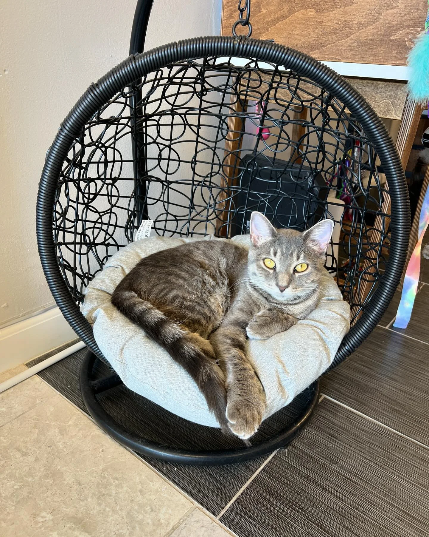 Queen Molly on her thrones. 👑  #catsofinstagram #cutecat #graycat #kittycatcafema #kittycatcafepeabody #polydactylcat #femalecat