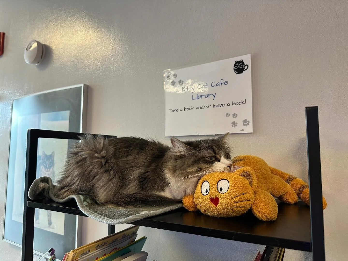 Bianca&rsquo;s first stuffie! We&rsquo;ve got some openings tomorrow (Friday) if your heart can handle all this cuteness 😹 #fluffycat #catcafe #adoptdontshop #palsanimallifesavers #peabodyma #bostoncatsofinstagram #kittycatcafepeabody #kittycatcafem