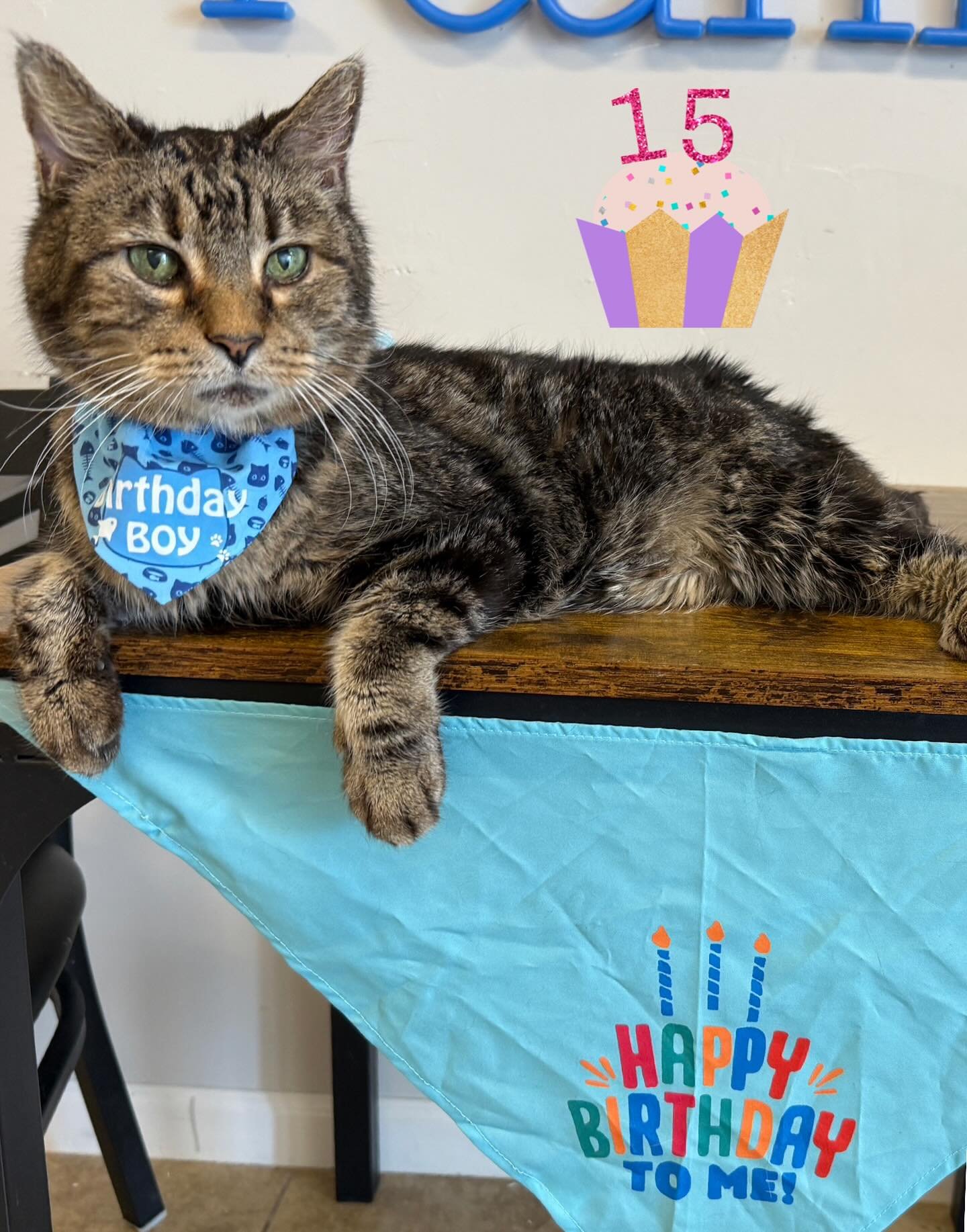 Please join us in wishing Lex a Happy 15th Birthday! 🎂 🐭 🎁  He was extra spoiled with love and treats on his special day. Lex continues to win the hearts of everyone who visits the cafe. He is living his best life hopping on tables, snuggling with