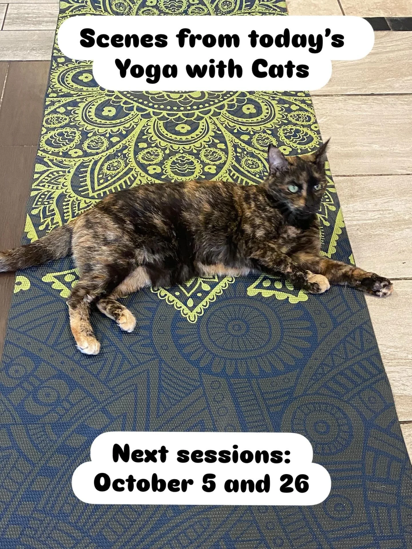 Our cats loved lounging on catnip sprayed mats and modeling poses for their human guests 🧘&zwj;♀️

Taking care of yourself and rescue cats at the same time: can you think of a better way to spend a Sunday? 🥰

#yogawithcats #catcafe #peabodyma #kitt