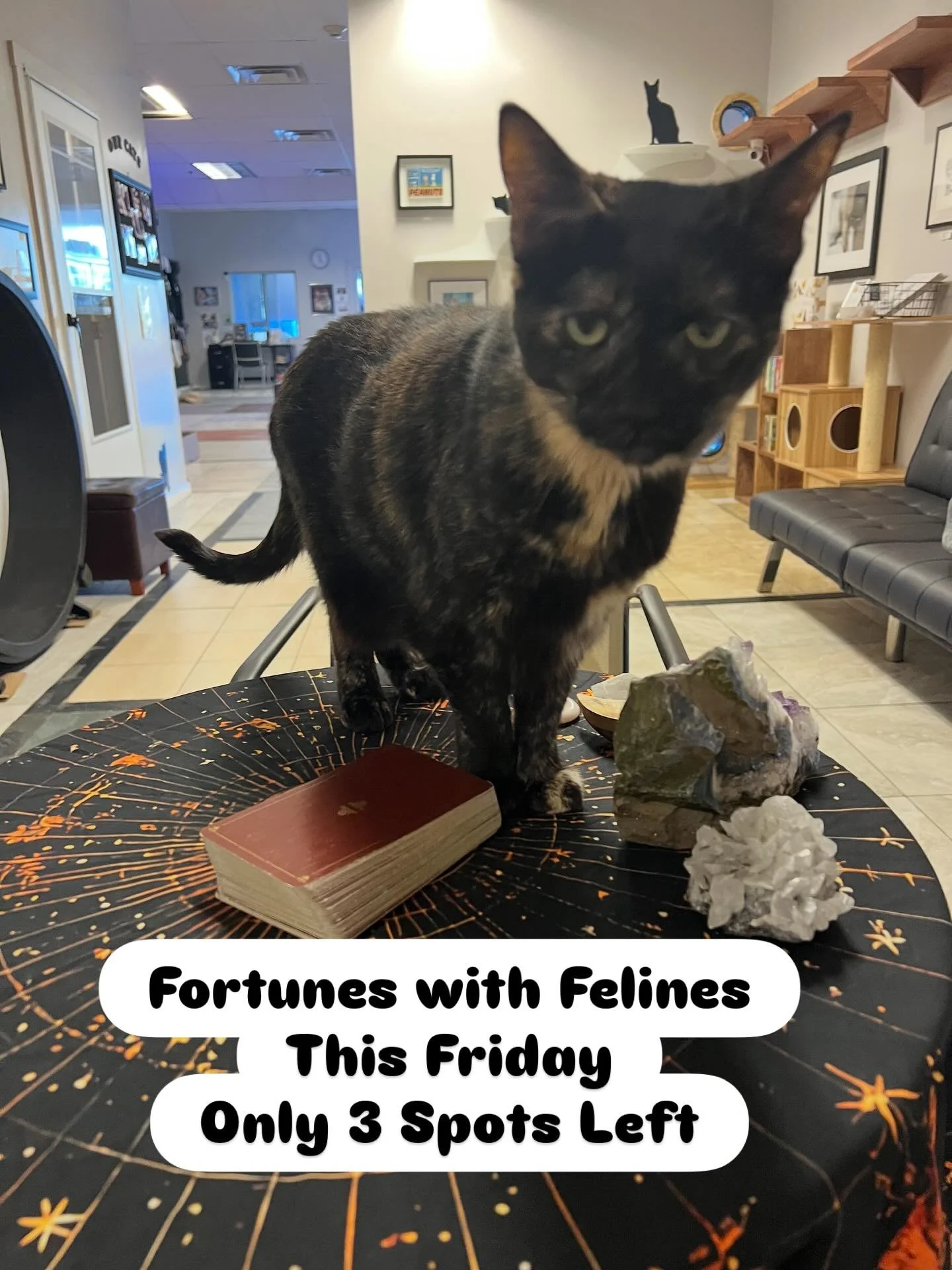 Ginny has been discovering her mystical gifts with the help of our amazing Tarot Card Readers 🪐😺 The only thing missing is you nurturing her talents with extra snuggles and treats! 

#tarotwithcats #catcafe #kittycatcafema #kittycatcafepeabody #pea