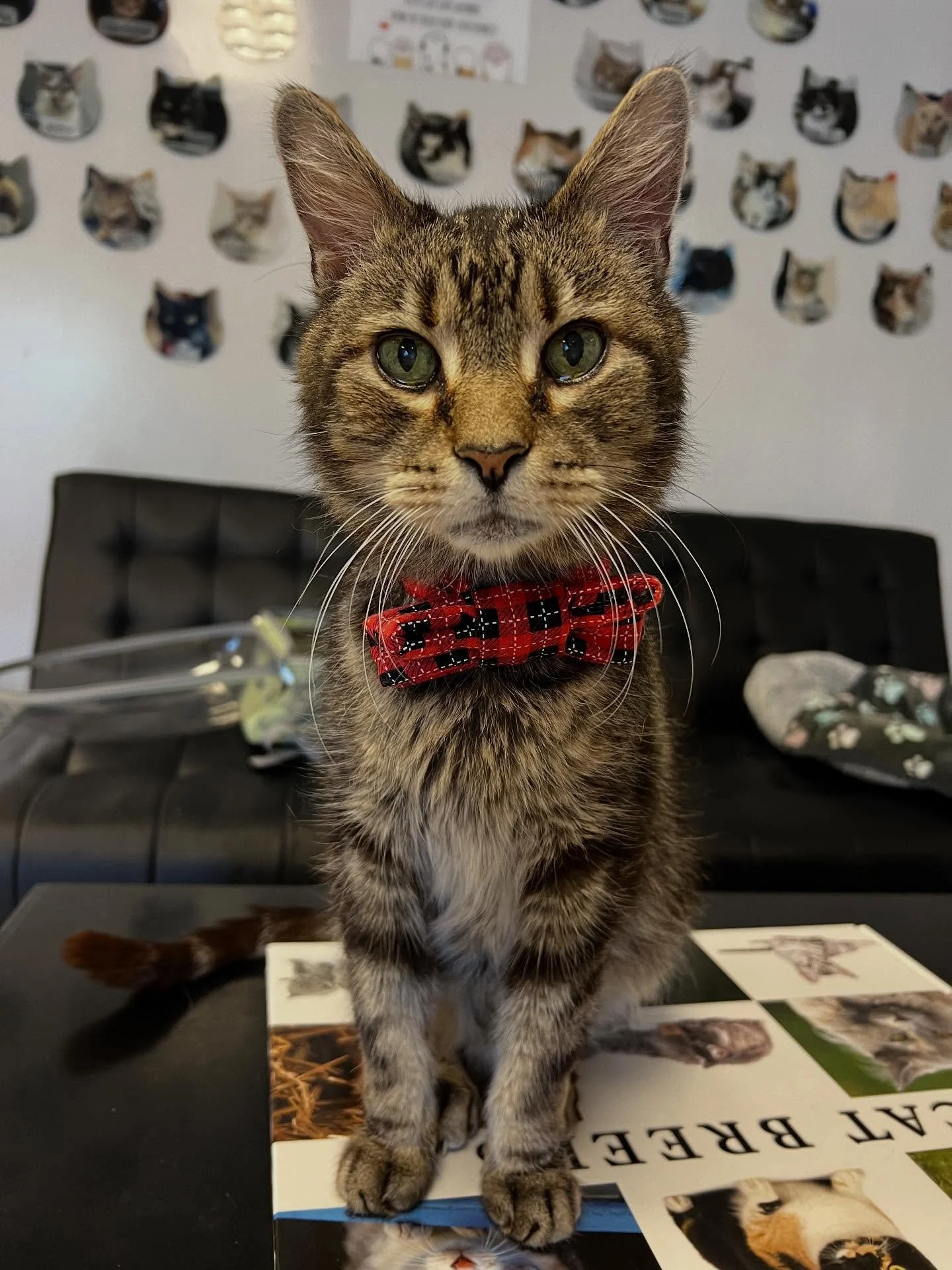 It&rsquo;s with a very heavy heart that we share that Lex, our miracle cat, has passed away 😿. Dr Anderson came to the cafe to give him the most compassionate ending and he fell asleep peacefully while licking cream cheese off our fingers. 

15 year