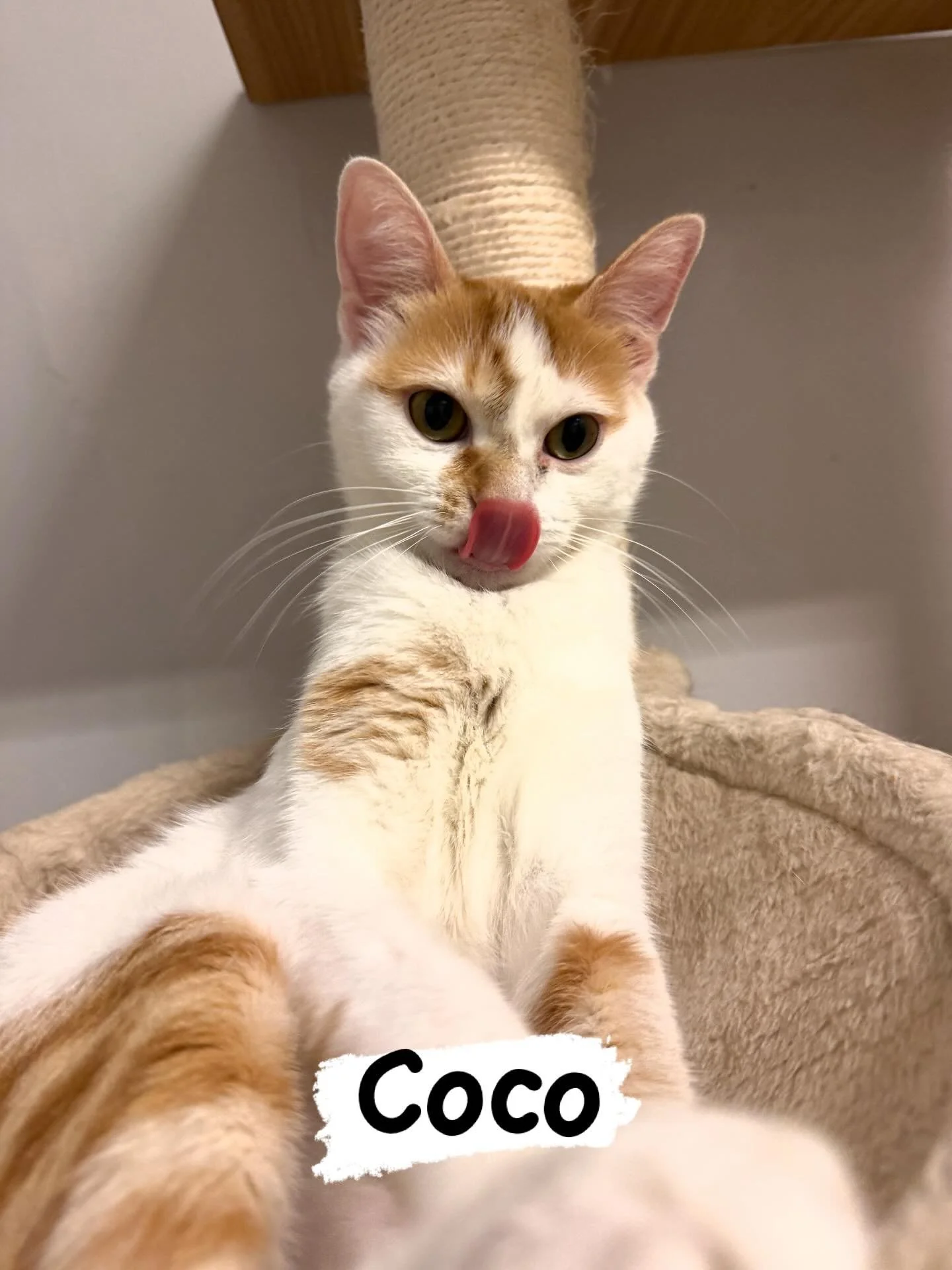 A PSA (pumpkin spice alert) for your rainy day from Coco, our newest arrival.  This one year old spitfire has been showering us with cuddles, kitten-like play, and sass. 

Snag an opening this week to visit Coco and the gang.&hellip;or immerse yourse