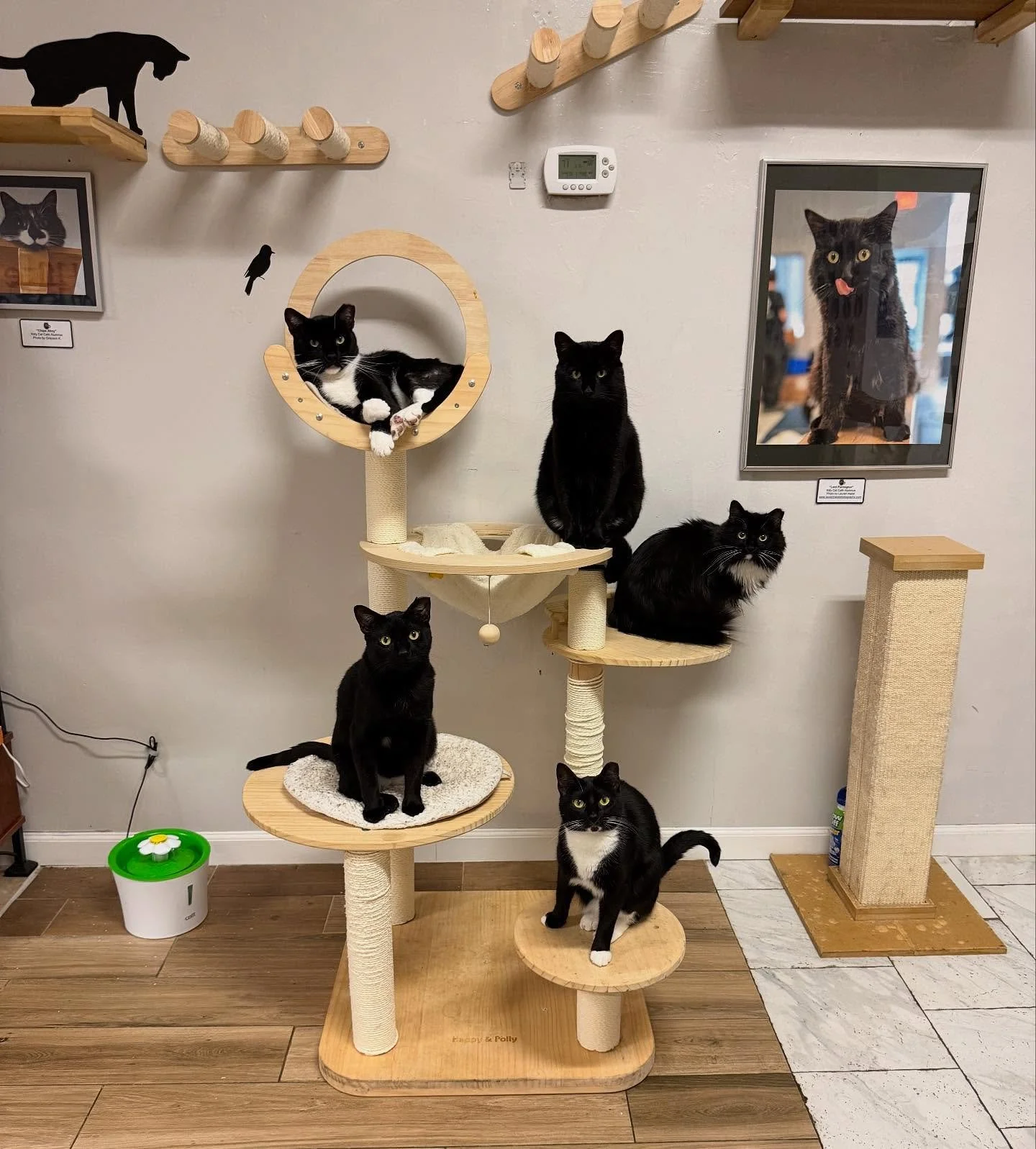 What are the chances?  We can’t believe our volunteer @alina_spoon got Monty, Jack, Orion, Maggie, and Millie to pose for this with Lord Purrington looking on😻🐈‍⬛
#blackcatsrule #kittycatcafema #tuxedocatsofinstagram #palsanimallifesaver