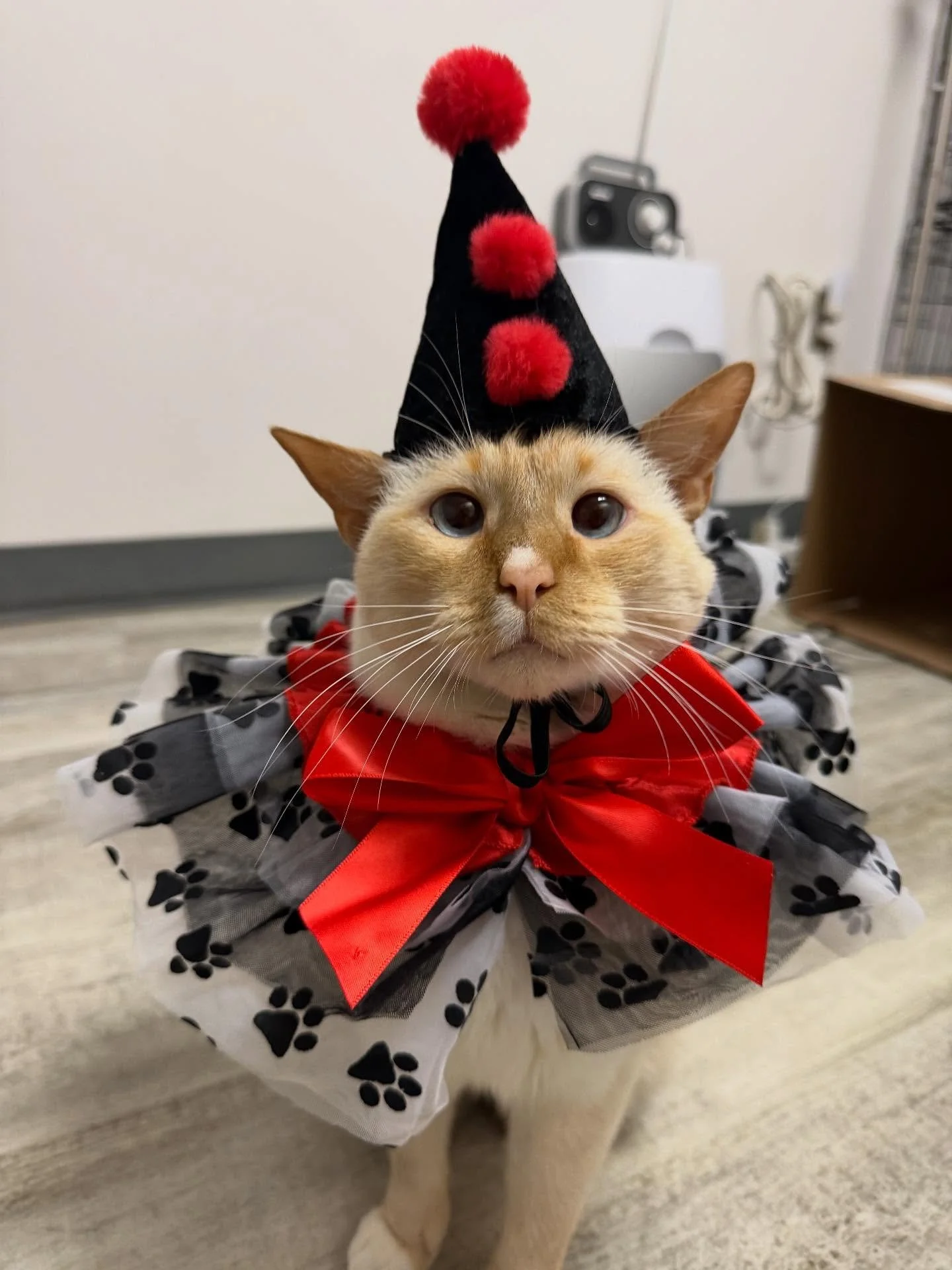 BOO 👻 Lord Briar can&rsquo;t wait to show you how scary he looks in his costumes! We&rsquo;re all full this Saturday, but there are some Thursday and Friday morning openings left for you to get your spooky feline fix. 

#catcafe #catsincostumes #pea