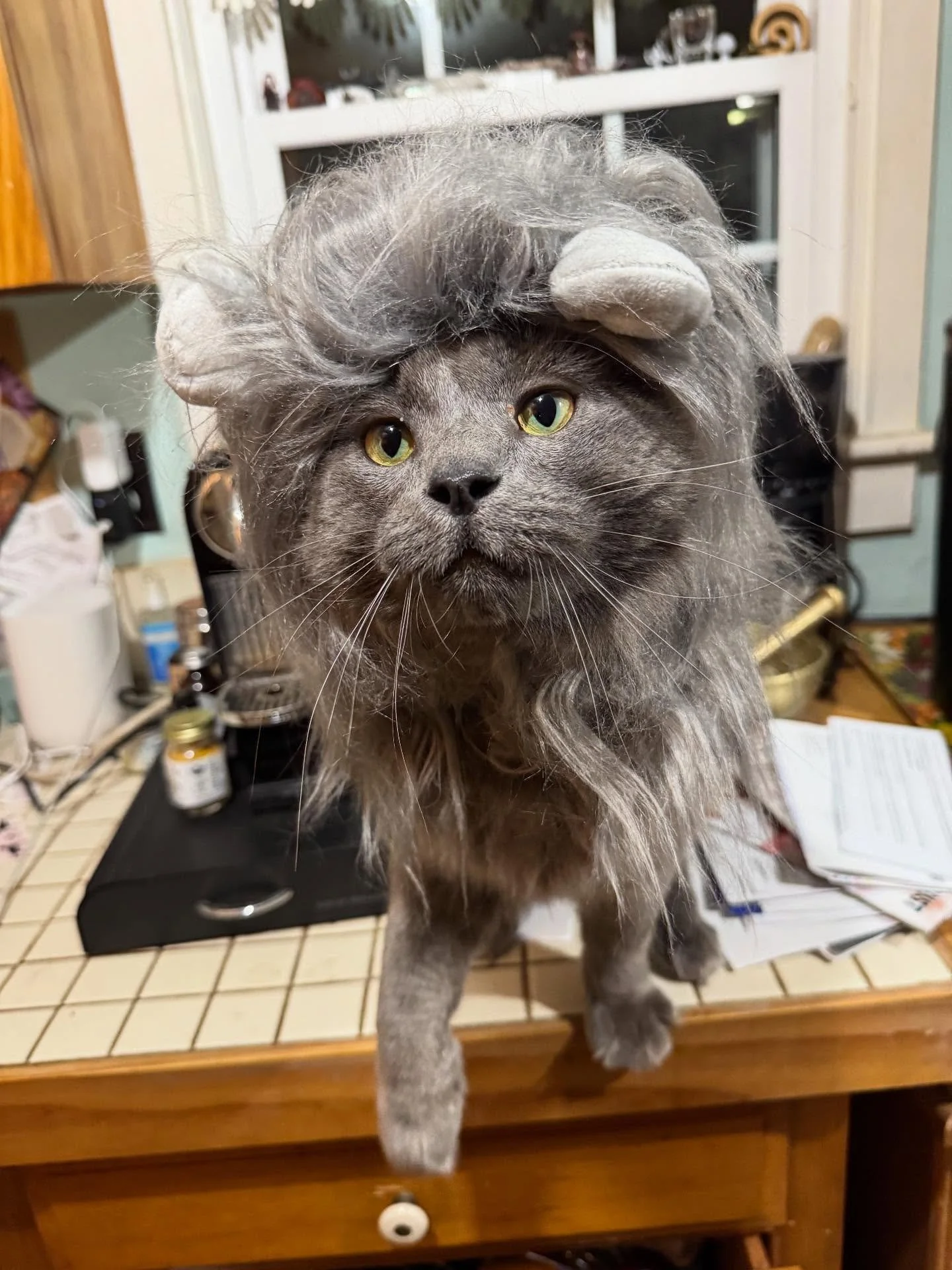 Gandalf, our KCC alumnus, wishes you a Happy Meowloween from his first-ever home 😻

#catcaf&eacute; #meowloween #kittycatcafema #kittycatcafepeabody #nonprofit #peabodyma #pawswakefield