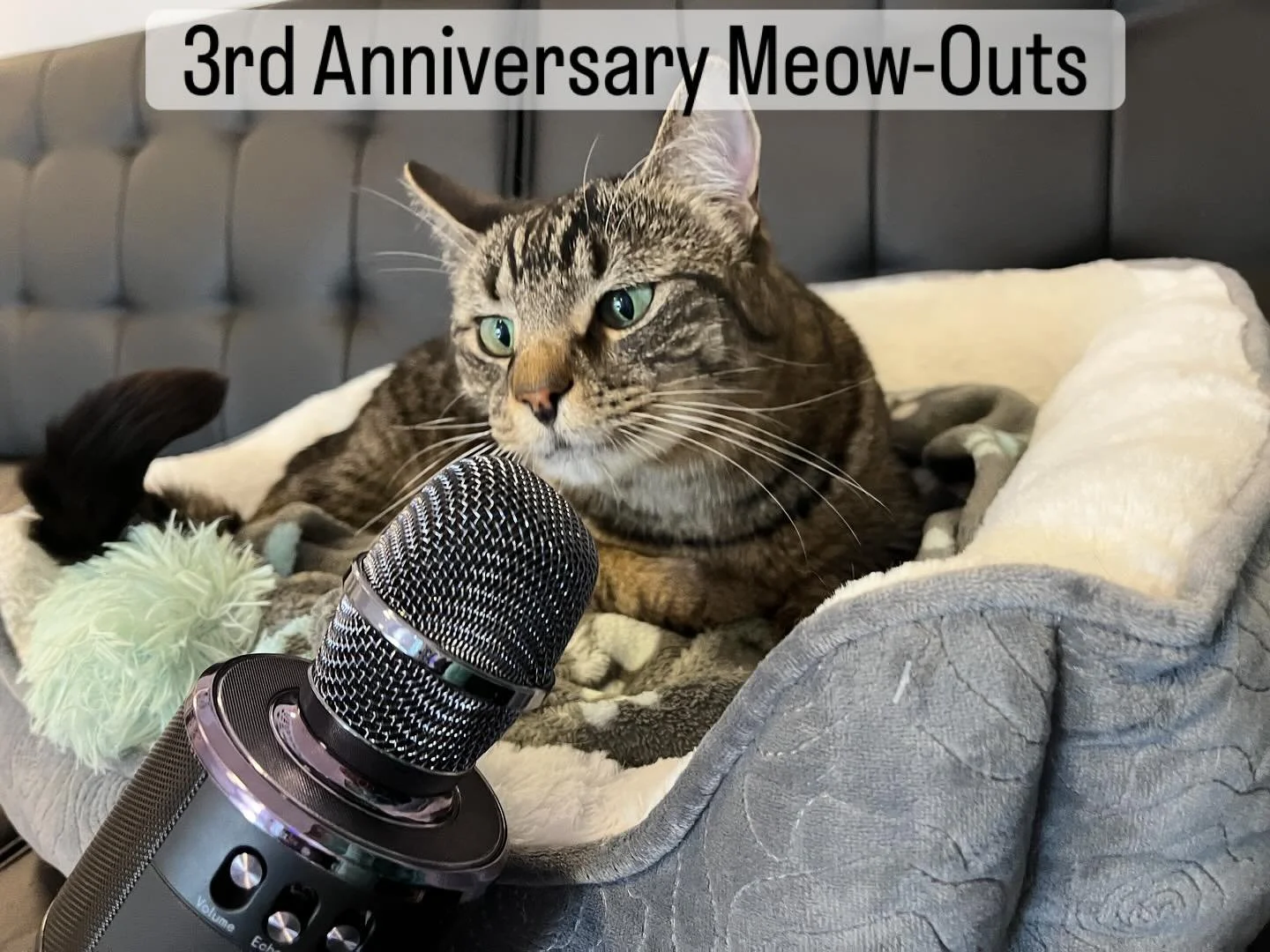 Milo and Ginny announce our 3 year anniversary with some special meow-outs 🥳. We&rsquo;ve had over 12,000 visitors and 110 adoptions.  Our amazing group of volunteers have dedicated themselves to making each cat feel loved, especially those who come