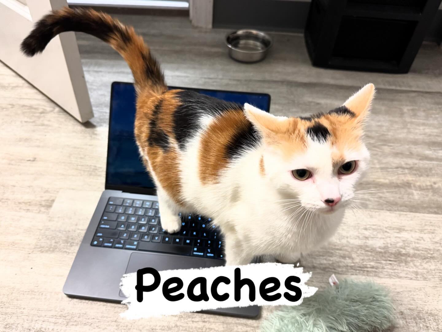 Meet our new sassy work buddy, Peaches 🍑 She also happens to be Coco&rsquo;s sister, who was adopted last week.  Peaches would love to increase your purr-ductivity during our all day Tail Thumping Thursday sessions 📚💻🐈

#calicosofinstagram #kitty