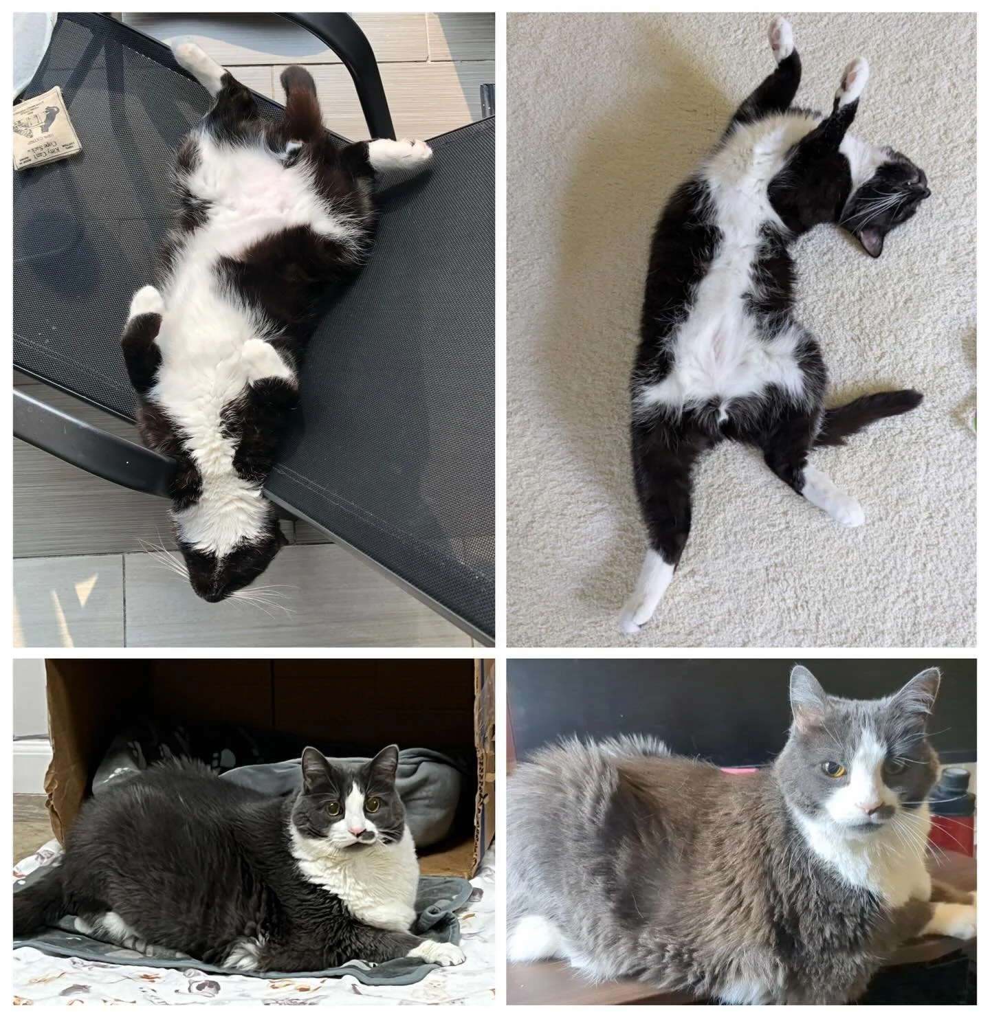 Adoption Update: Felix and Roxy.

Felix and Roxy (now Mouse) were adopted one year ago today. Felix continues to be a very energetic, athletic and silly boy who sleeps in the funniest positions. He has learned how to open doors with lever handles, lo
