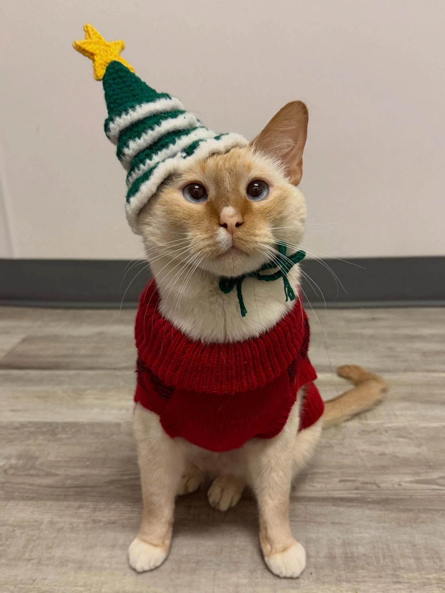 Happy Meowlidays from all our cats!  We are so grateful for all your support this past year 💕🙏

#happymeowlidays #catcafe #nonprofit