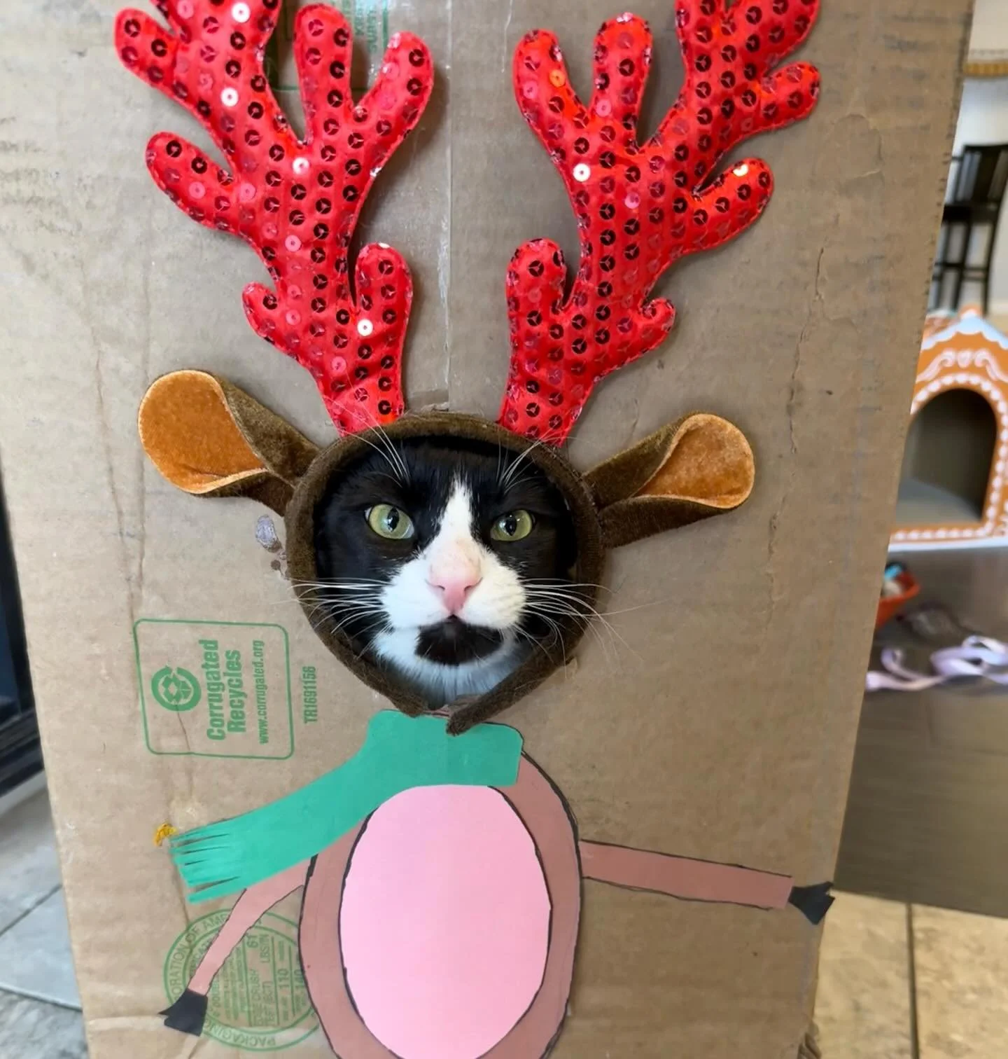 Reindeer James Bond was hoping to become part of the Santa sleigh pulling crew, but was told he was too easily distracted by moving objects and treats. Maybe next year, James Bond! #kittycatcafema #kittycatcafepeabody