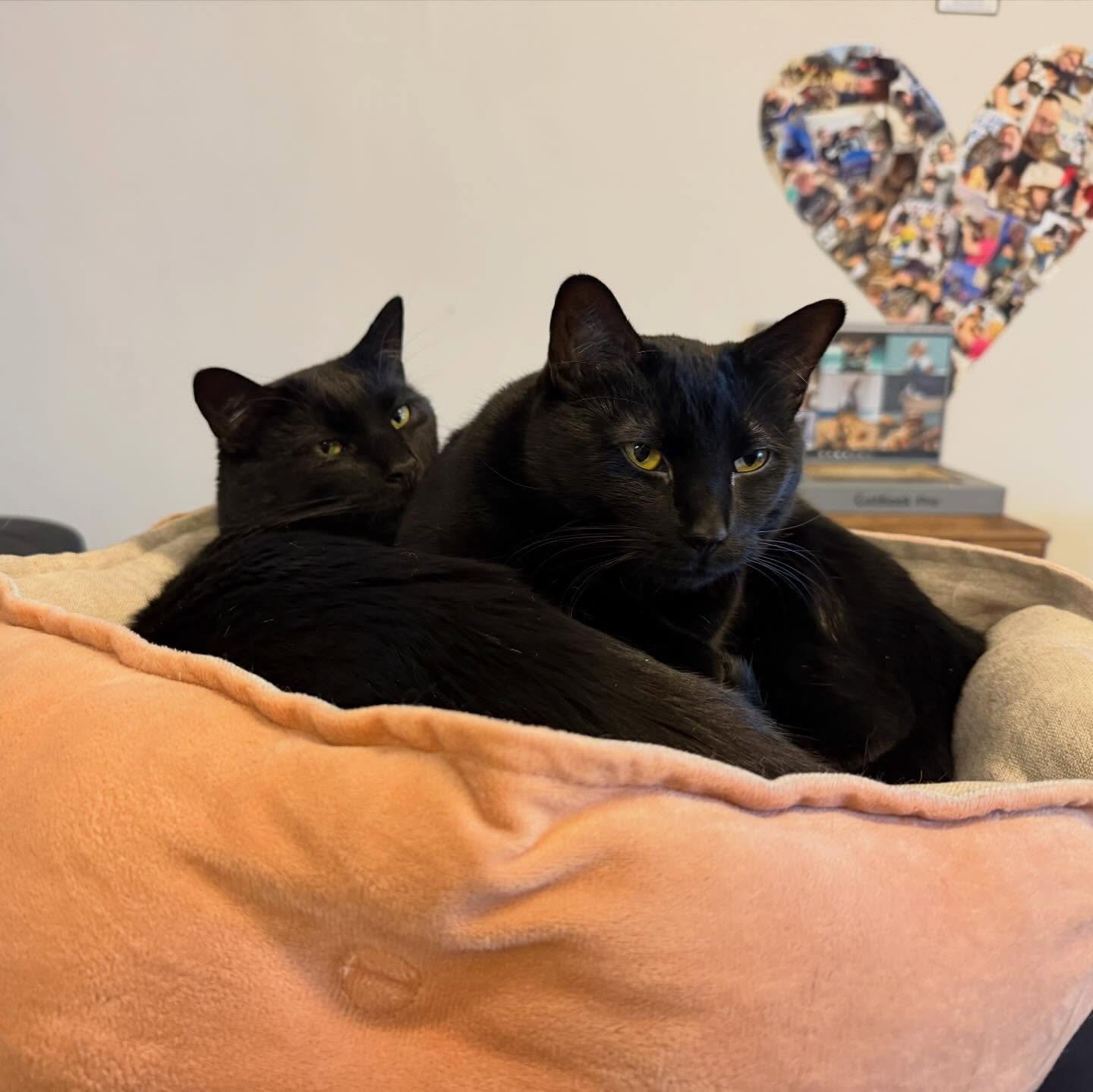 Kitty Cat Cafe Family Edition 😻
Photo 1: Dad Jack and daughter Persephone
Photo 2: Pawrents Jack and Sam
Photo 3: Daughter Persephone and mom Sam
Photo 3: The whole family!

#rescuecats #catfamily #kittycatcafema