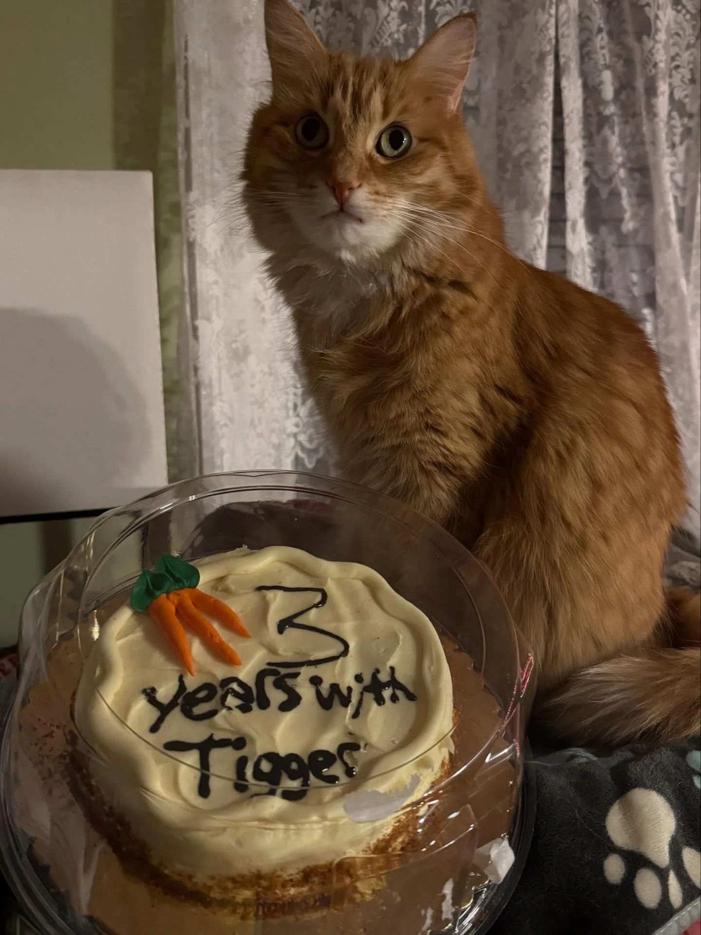 Our monthly MEWSLETTER drops at 5pm today and includes: 

🐈 Updates on how our alumni like Cheez-It, Sterling and Nona are doing in their furr-ever homes.

😻 Launch of our new loyalty &ldquo;Purr-ks&rdquo; program

📅 Release of new February time-s