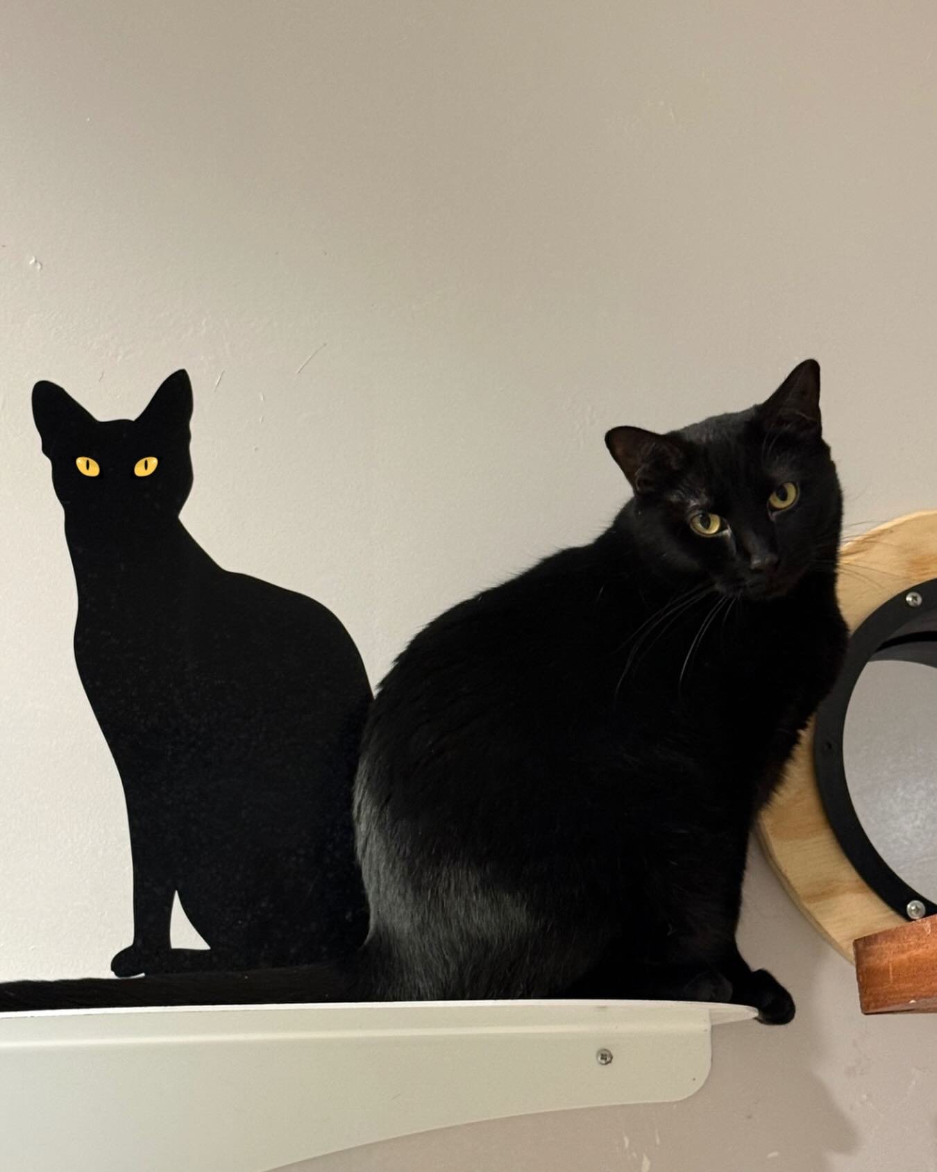 Persephone has been working on blending in with the decal. The resemblance is uncanny 😹 #kittycatcafema #cathumor #blackcatsrule