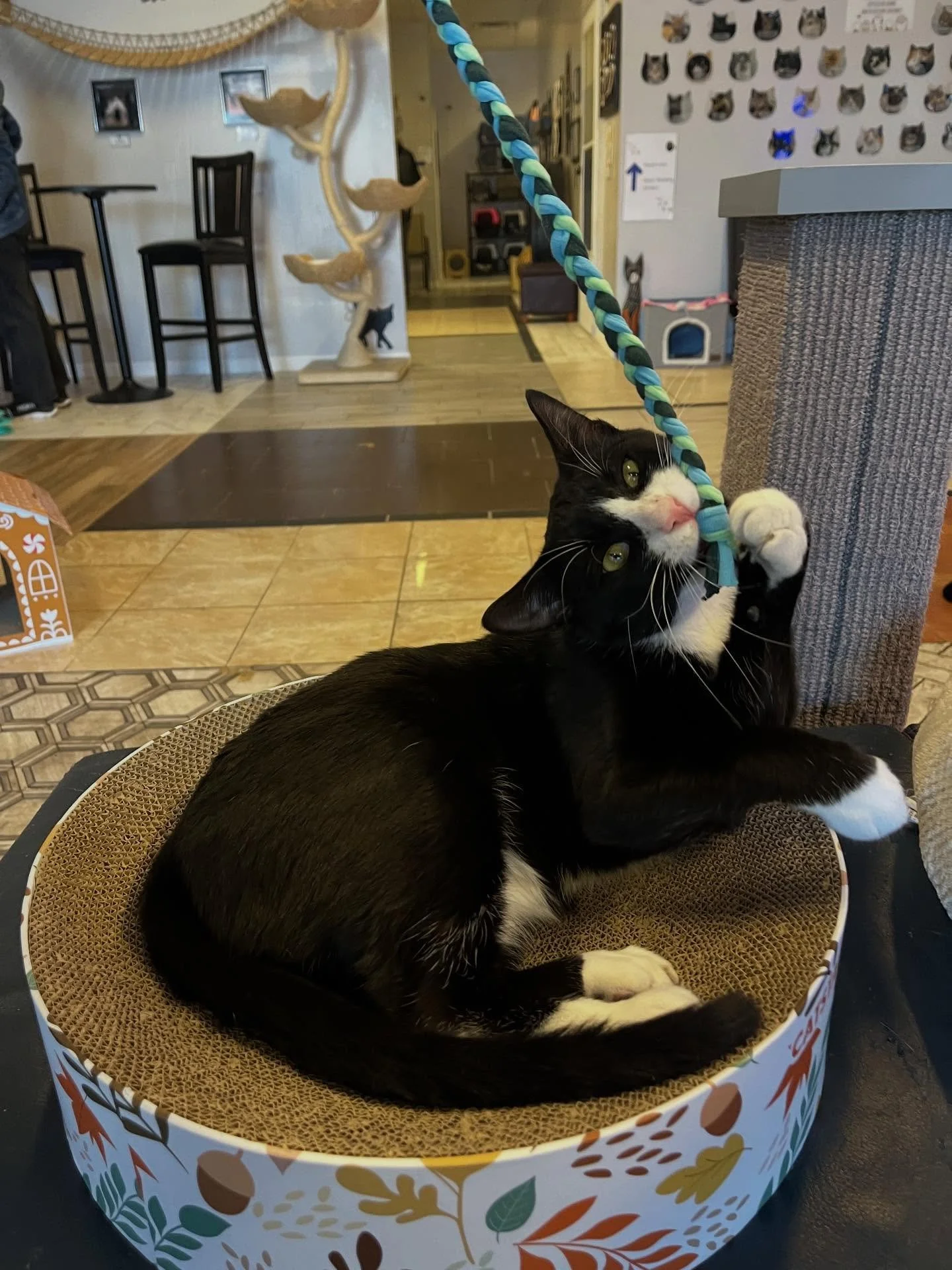 Thank you to @nschildrensmuseum in partnership with Salem Sound Coast Watch for having their visitors create toys and scrabble nameplates for our cats using recycled materials!  Such a big hit with the kitties 🥳

#recycledcattoys #nonprofit #rescuec