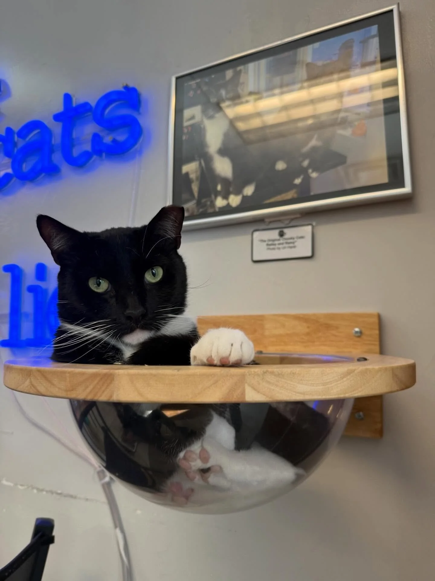 It&rsquo;s Toe Bean Tuesday! 🐾🫘 Monty&rsquo;s meowgical beans in the bubble have earned a permanent spot on the social media feed. It&rsquo;s a rare sight to see a cat in the bubble.
#tuxedocat #toebeans #kittycatcafema #kittycatcafepeabody #catsof