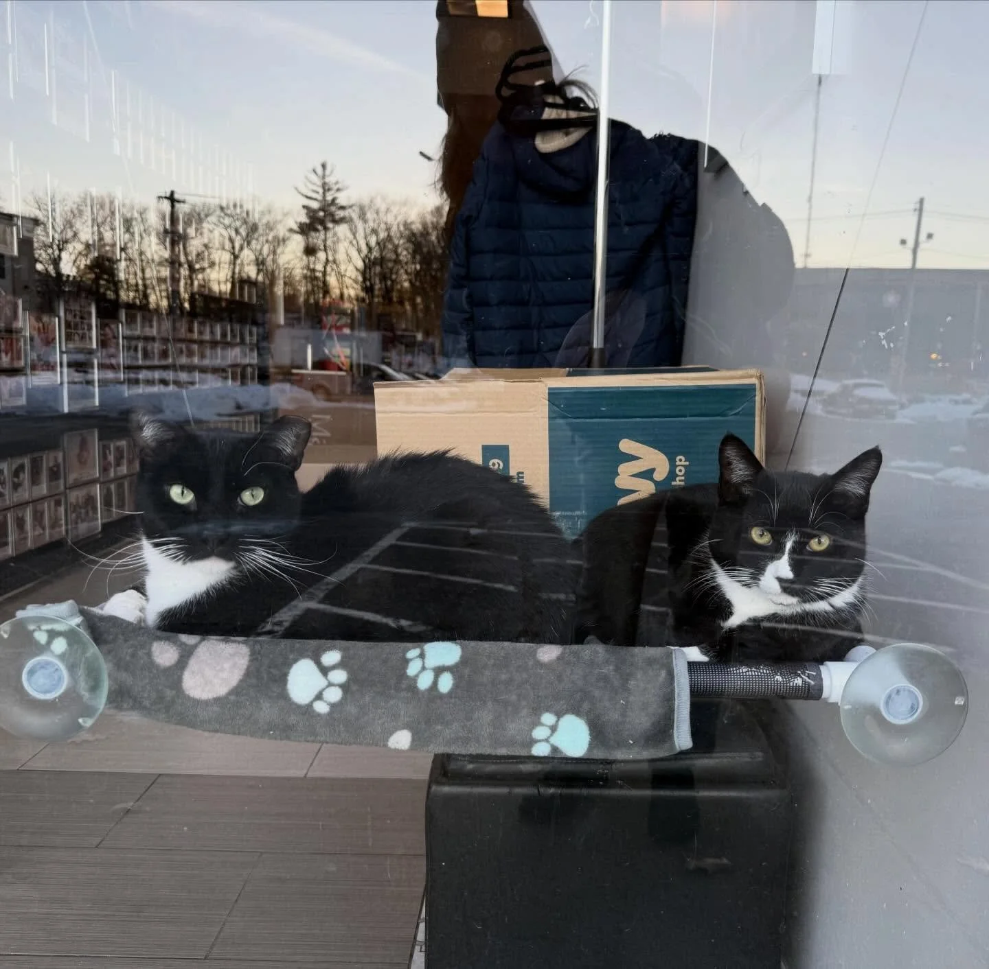 Monty and Bobbi have become quite the dynamic duo. We caught them snuggling on the window bed this morning. 🖤🤍 #tuxedocats #catfriends #kittycatcafema #kittycatcafepeabody #catsofinstagram