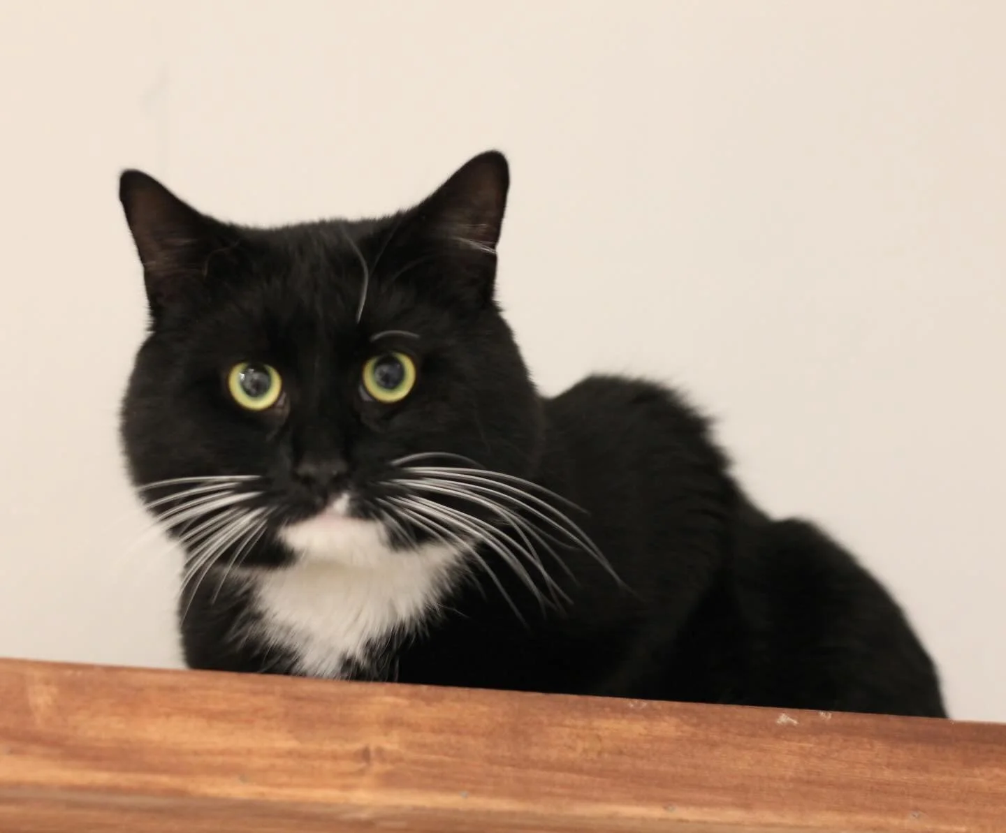 Say hello to Chester (Chess) who recently joined the cafe after being rescued as a stray by @pawswakefield. He is learning to accept love from humans and has been enjoying monitoring the cafe from a shelf up high. Chester is a handsome tuxedo - check
