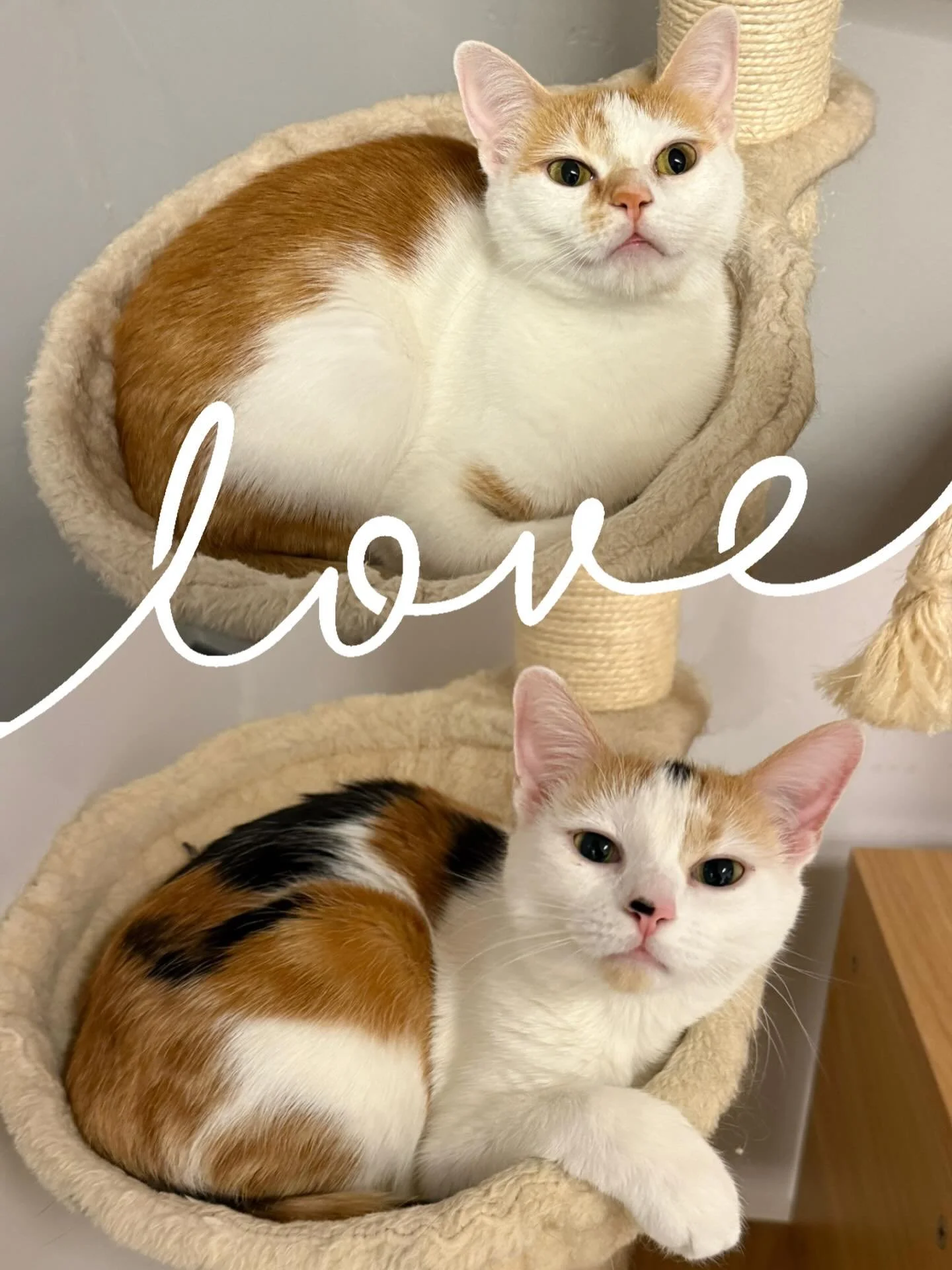 Despite being at the cafe at different times, sisters Coco and Peaches both enjoyed hanging in the basket on the cat tree. Coco was adopted a few months ago and Peaches has a pending adopter.

#kittycatcafema #kittycatcafepeabody #catsisters #catsofi