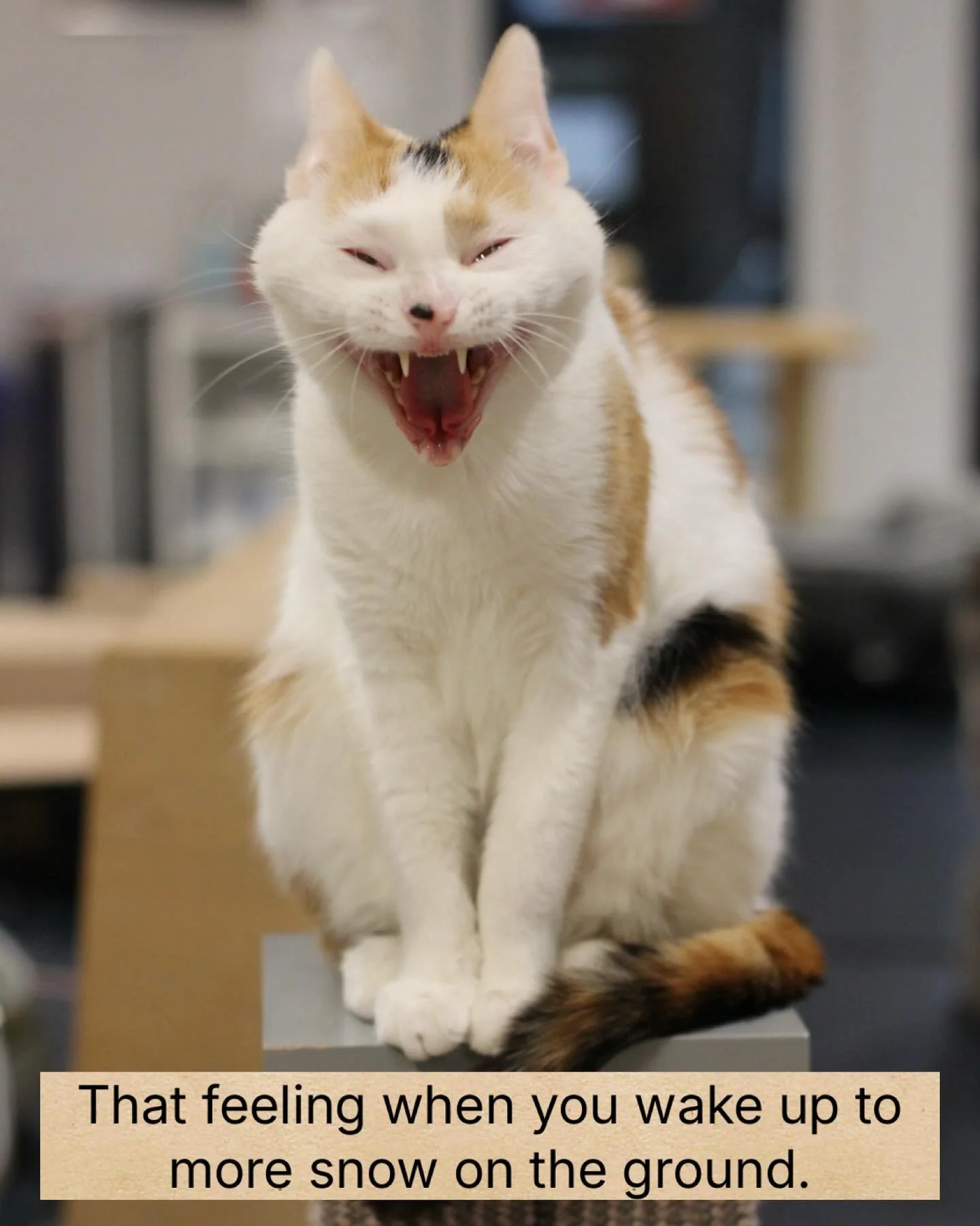 Peaches is over all this snow and the frigid temps that won&rsquo;t melt any of it. ❄️ #calicocat #kittycatcafema #kittycatcafepeabody #funnycat #catsofinstagram