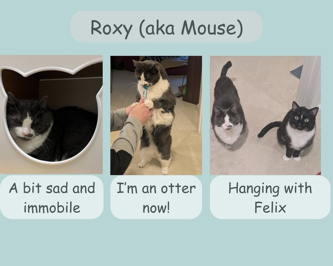 Our monthly MEWSLETTER drops at 5pm today and features the shy cats that have been adopted through the cafe like Roxy and others like Sam, Nell, and Biff who are still building their confidence! 

We will also be releasing our new April time-slots an