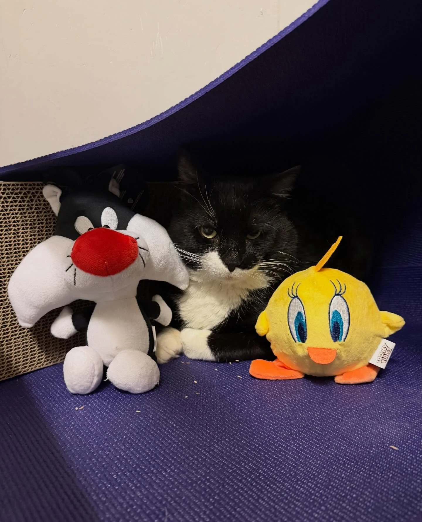 As Tweety says: &ldquo;I Tawt I Taw a Puddy Tat!&rdquo; Welcome to the cafe, Sylvester. He was rescued as a stray by @pals_animal_life_savers. #sylvestercat #tuxedocat #kittycatcafema #kittycatcafepeabody #looneytunes