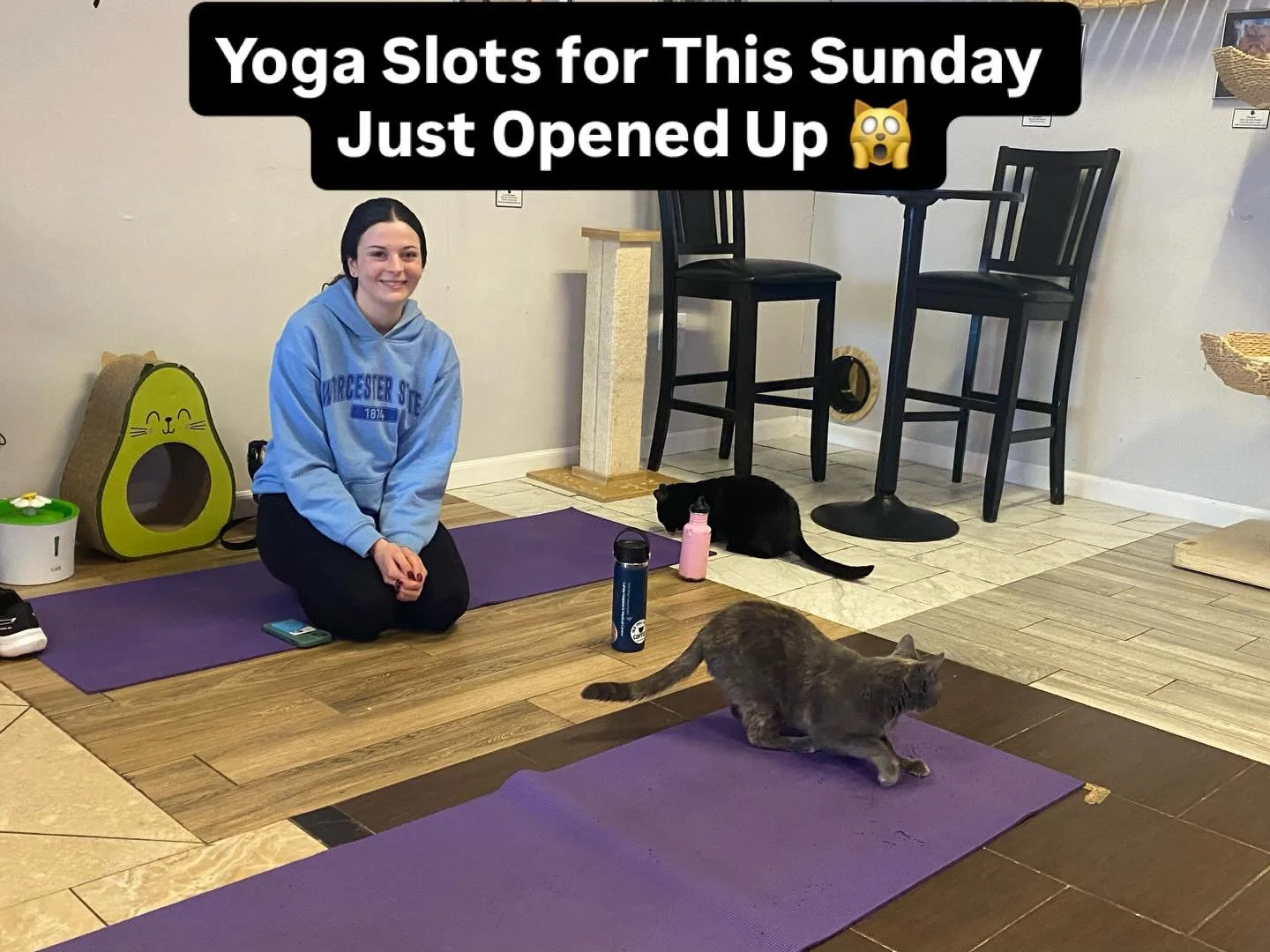 This rarely happens but a big group just had to cancel for this Sunday&rsquo;s Yoga with Cats, March 15th at 9:30am.  So instead of waiting until April 12th or 26th for the next free slot, you could be doing poses with our cats in less than 3 days 🥳