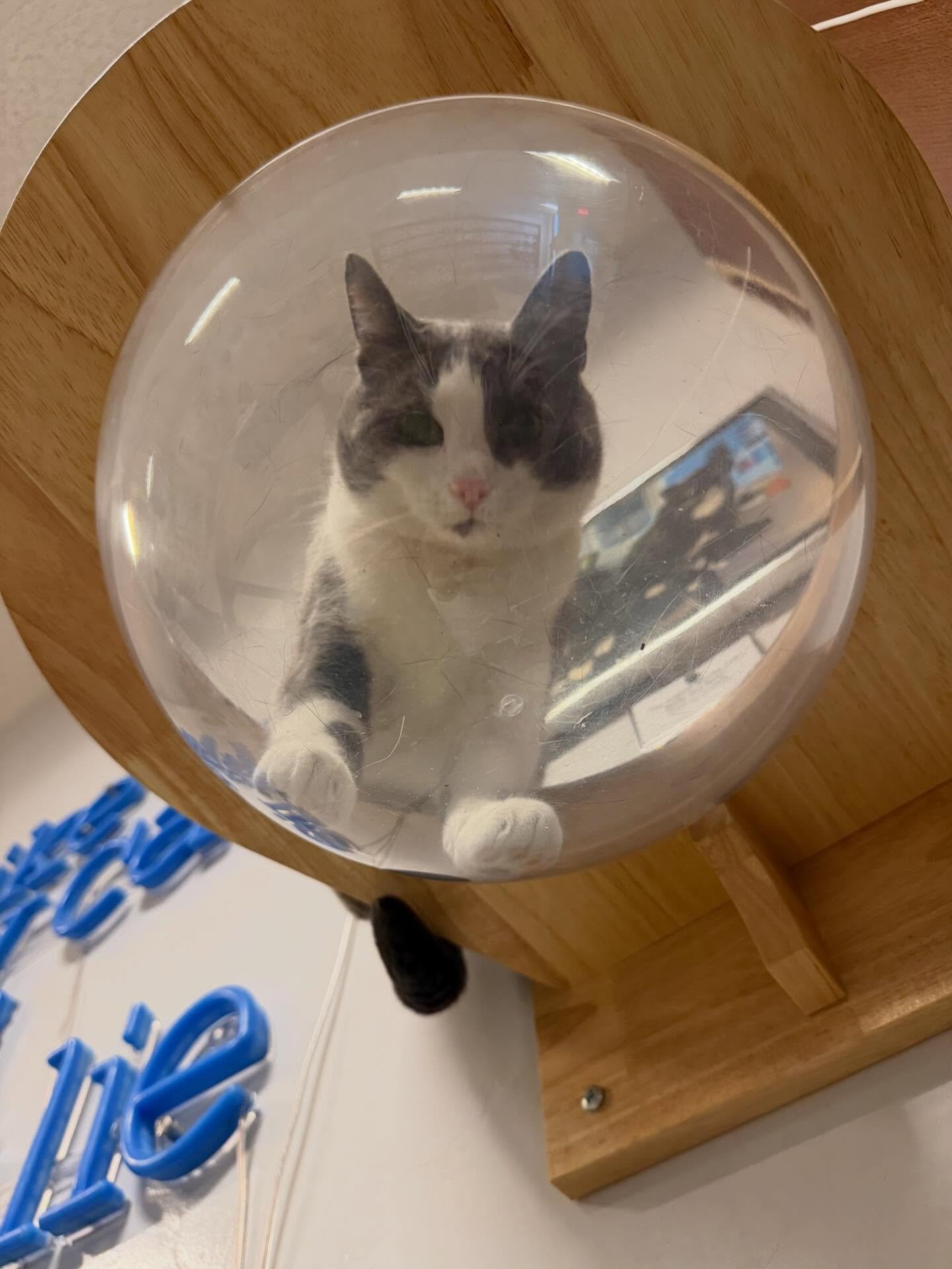 Cat-stronaut Sam continues to get braver and widen her horizons. #kittycatcafema #kittycatcafepeabody #catsofinstagram #shycats