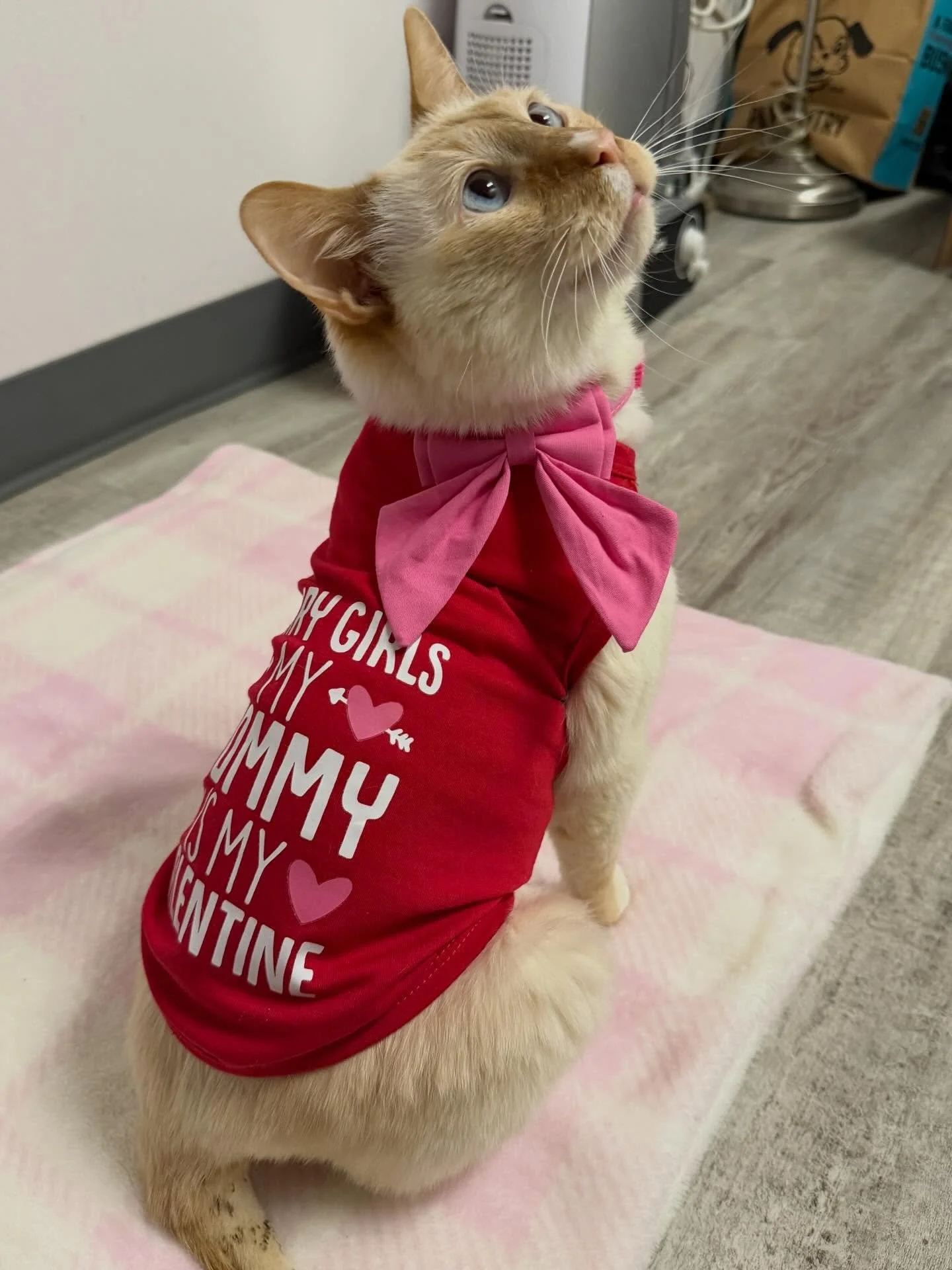 Happy Meowintines Day from Lord Briar, Amelia, Peaches and the rest of the Kitty Cat Cafe gang 😻💕

&hellip;.and a special shout out to Christine and Sophia @petco Saugus for doing an amazing job bathing and grooming Lord Briar, our cat with severe 
